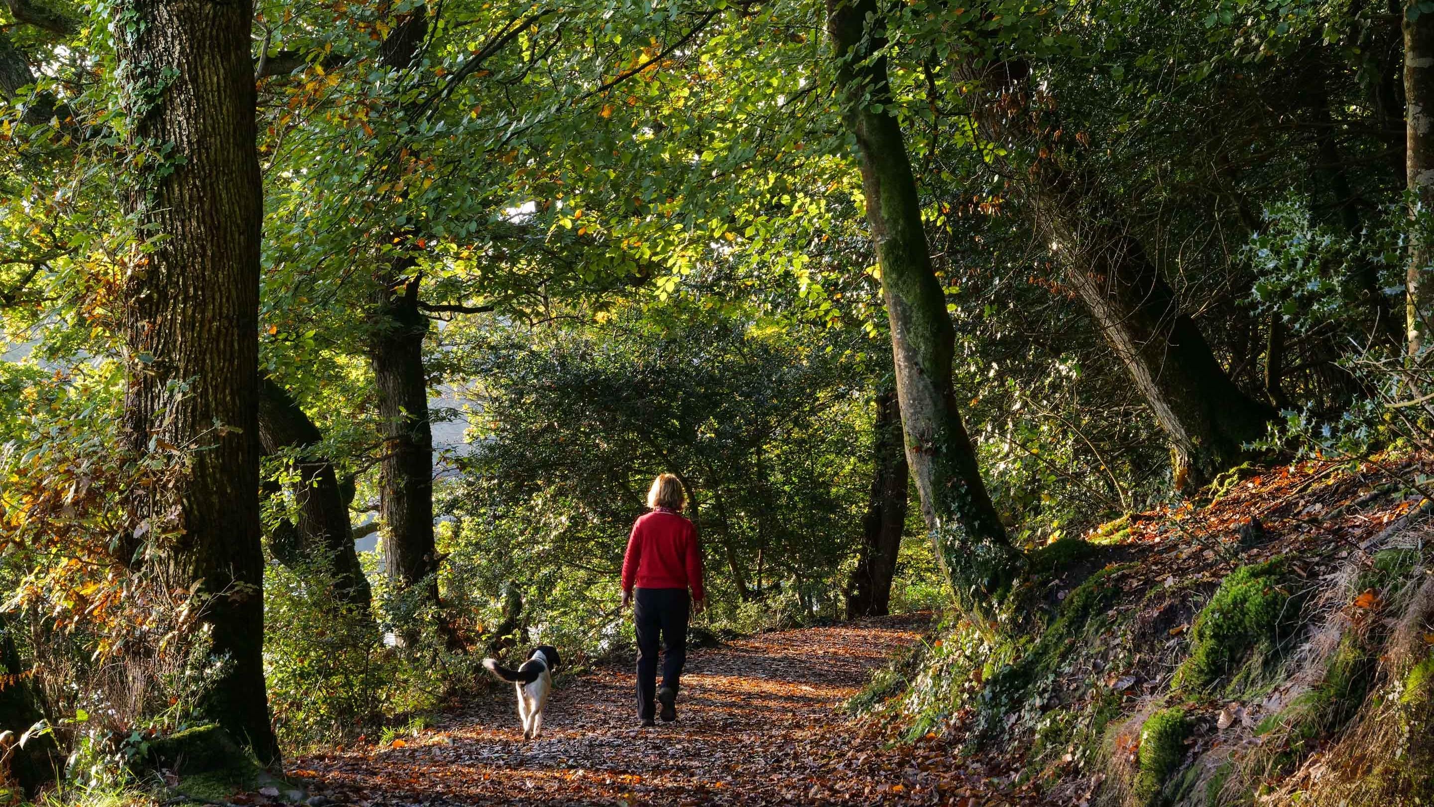A woman walks her dog in though woods at Trelissick in autumn