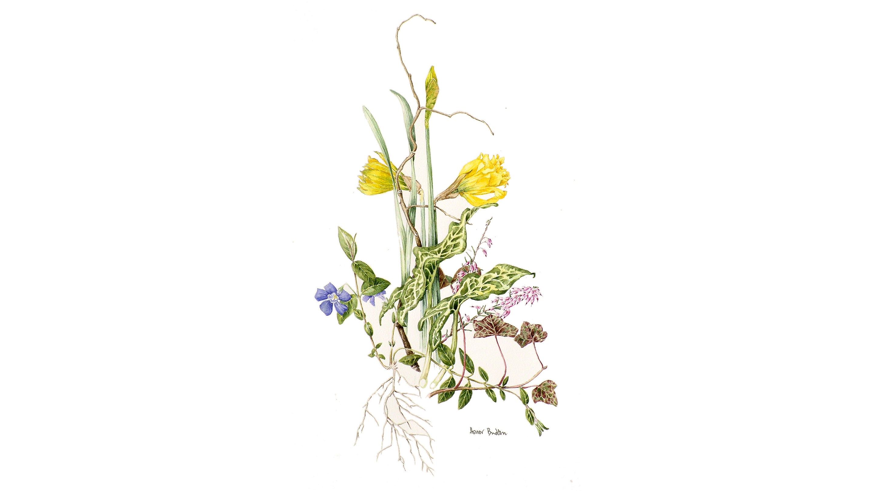A botanical illustration that acts as a study of spring with detailed drawings of daffodils and other spring buds