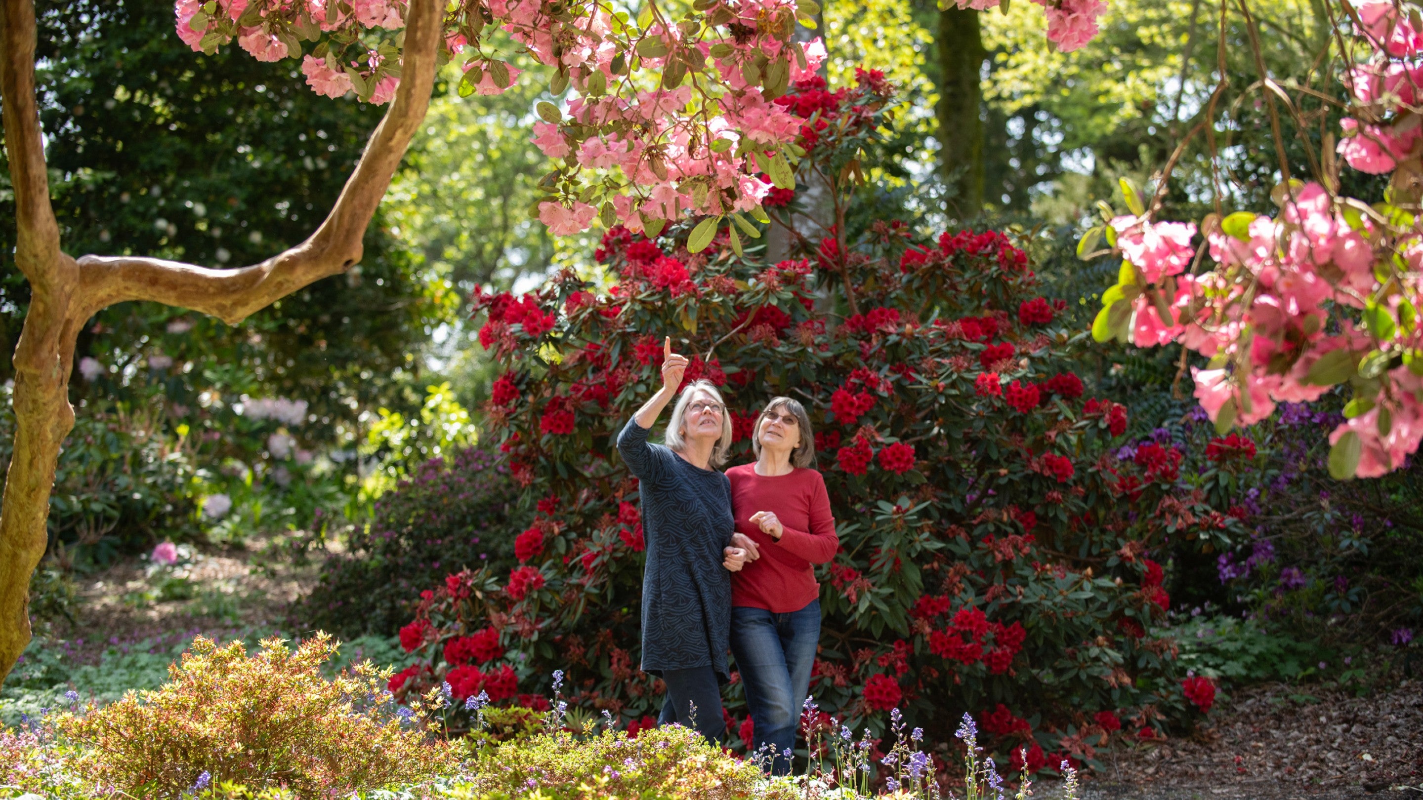 Visitors walking through the garden at Trelissick in Cornwall in spring