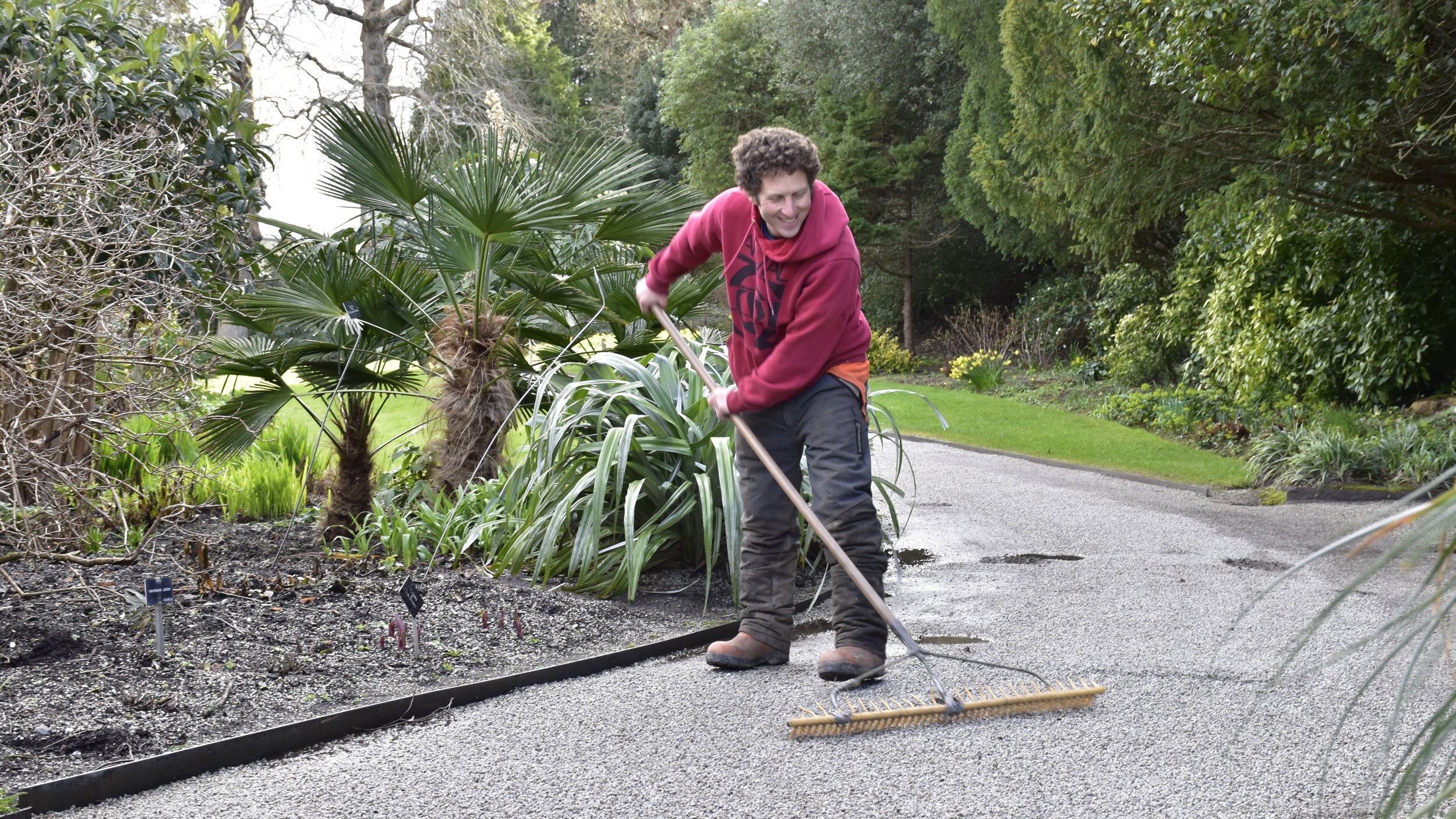 Gardener raking gravel path in garden with tropical planting in flower beds