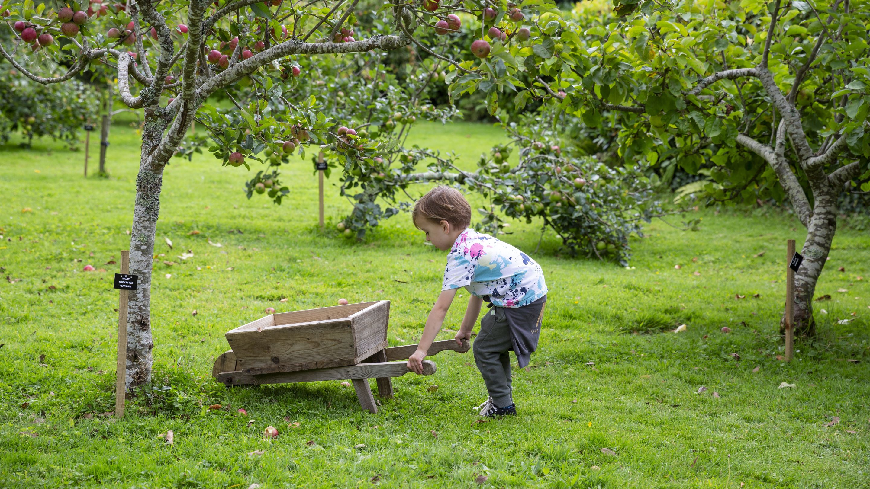 Child collecting apples with a wooden wheel barrow in the orchard at Trengwainton