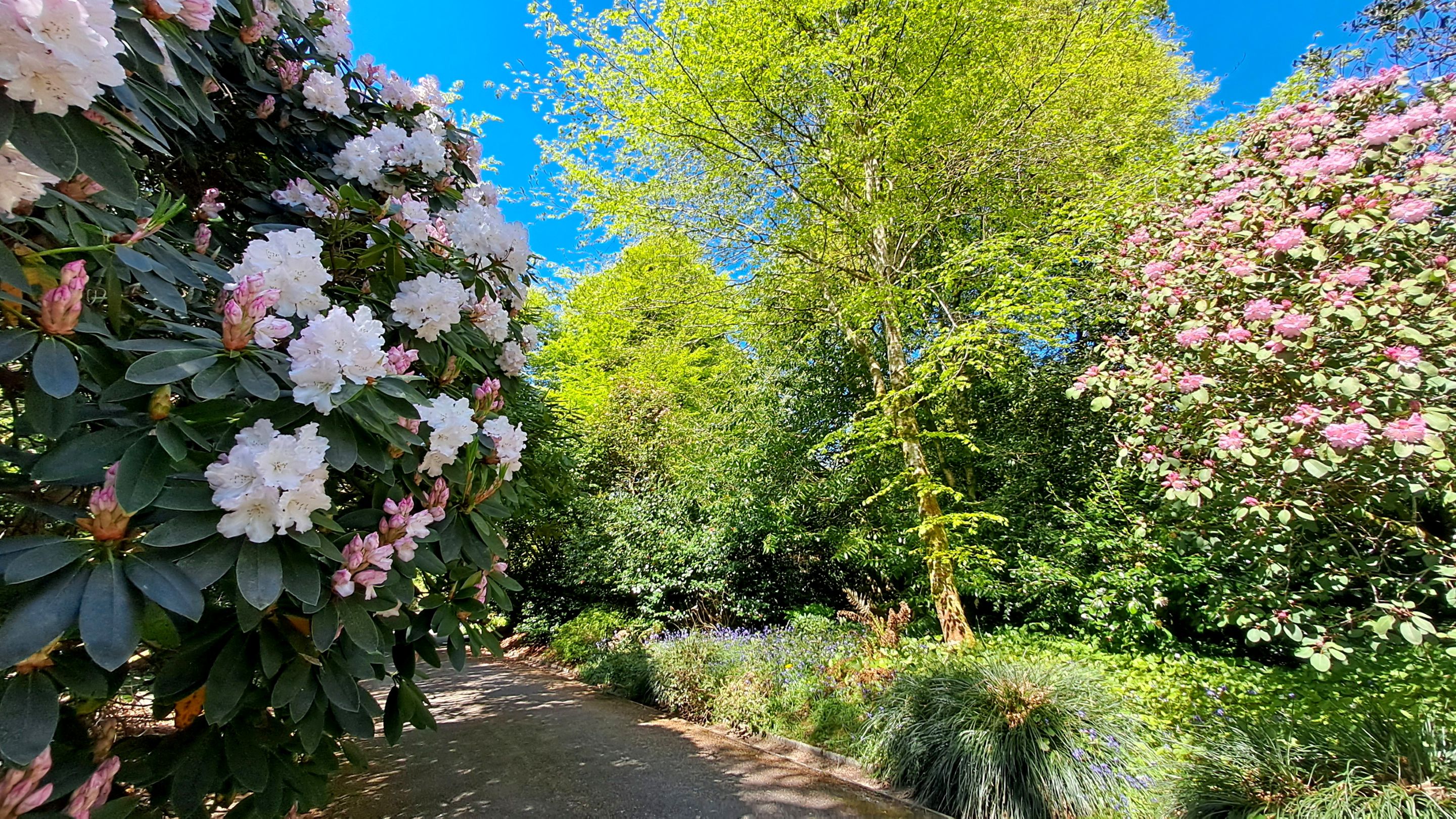 Rhododendrons and trees bordering a tarmac drive with a blue sky in the background