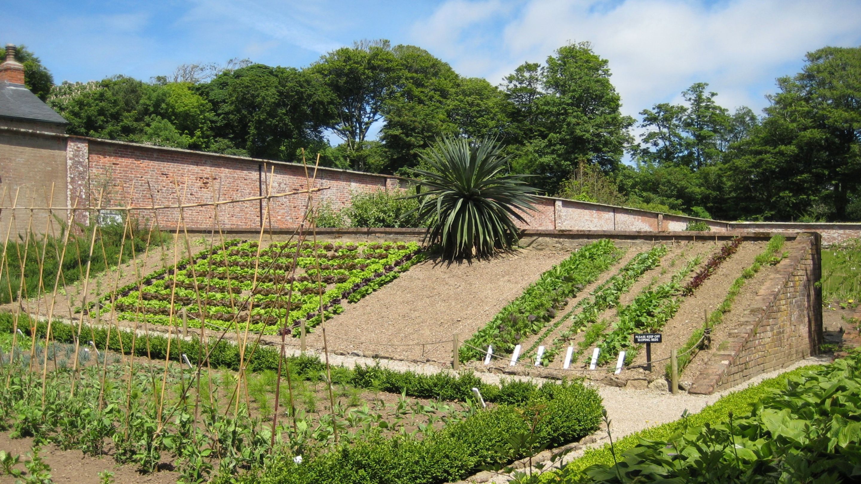 Sloping vegetable beds with neat rows of green plants, bamboo supports and a large spiky-leaved plant, enclosed by historic brick walls at Trengwainton Garden in Cornwall.