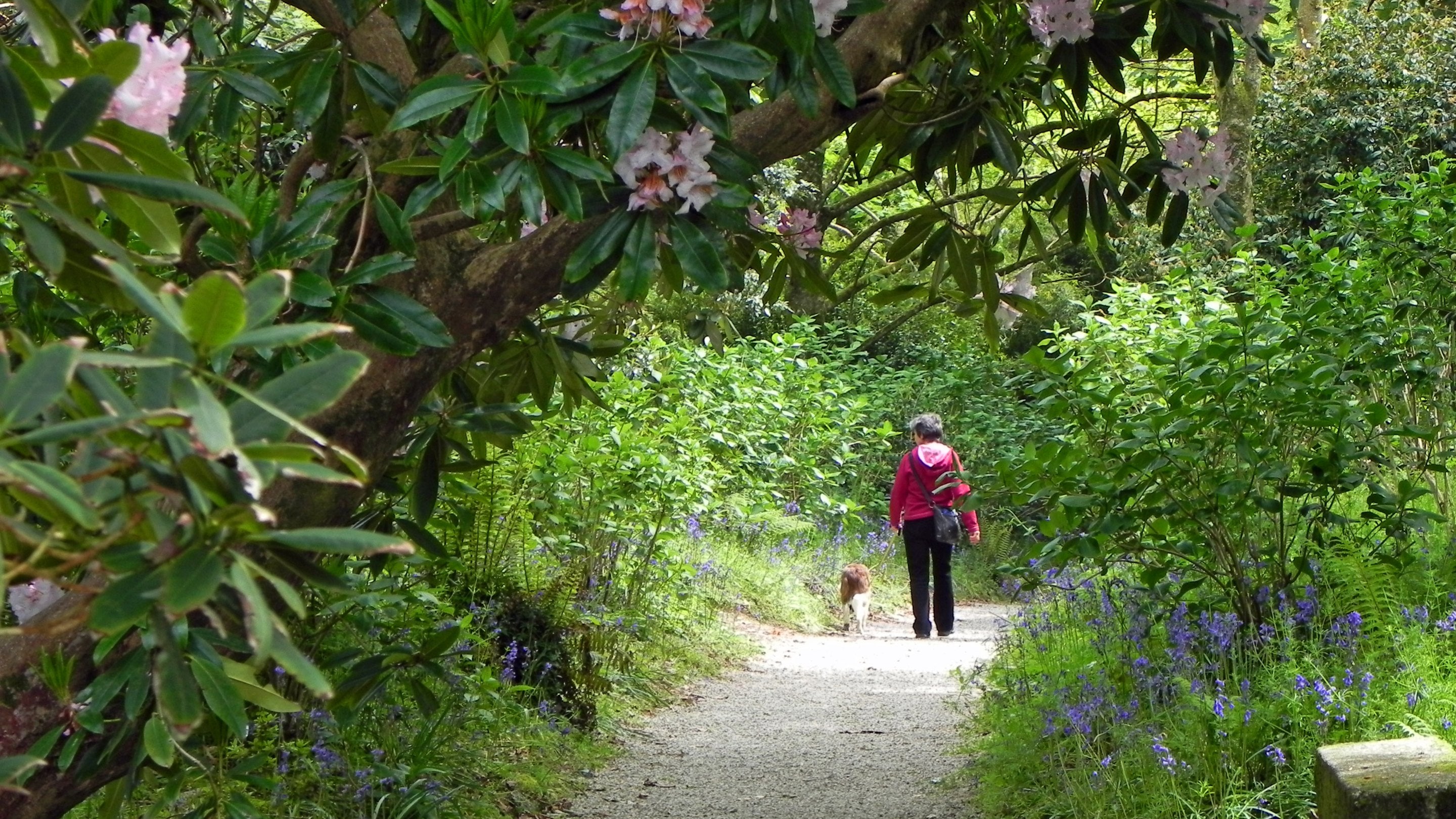 A visitor walking on a path with their dog at Trengwainton, surrounded by flowers