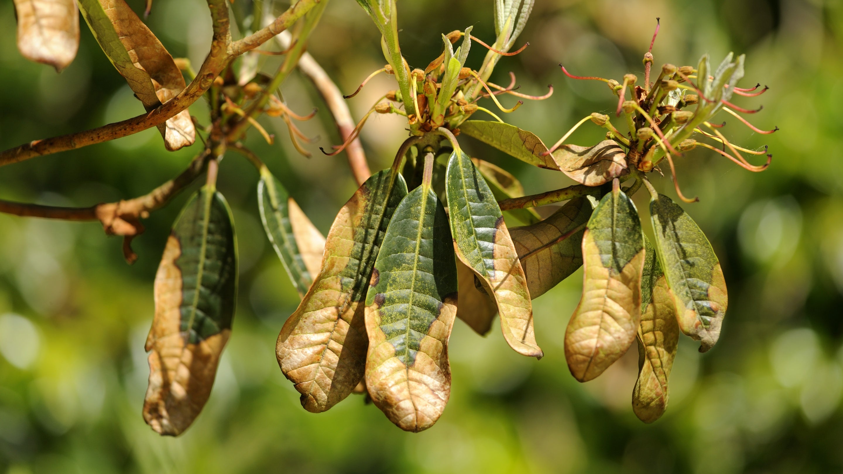Signs of the fungal disease, Phytophthora ramorum - also known as Sudden Oak Death on rhododendron at Trengwainton Garden, Cornwall
