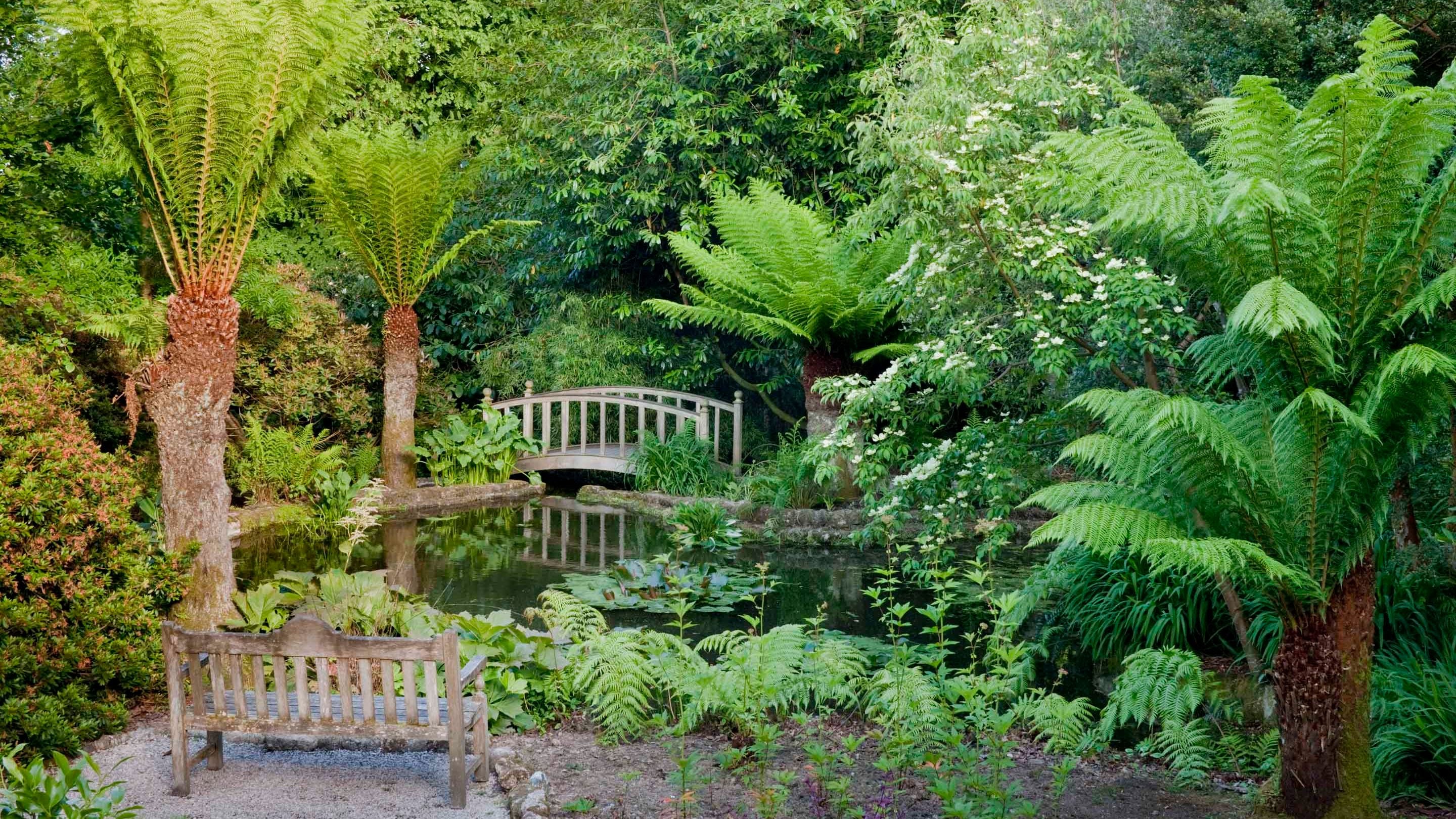 Dicksonia antarctica (tree fern) around the pond at Trengwainton Garden, Cornwall