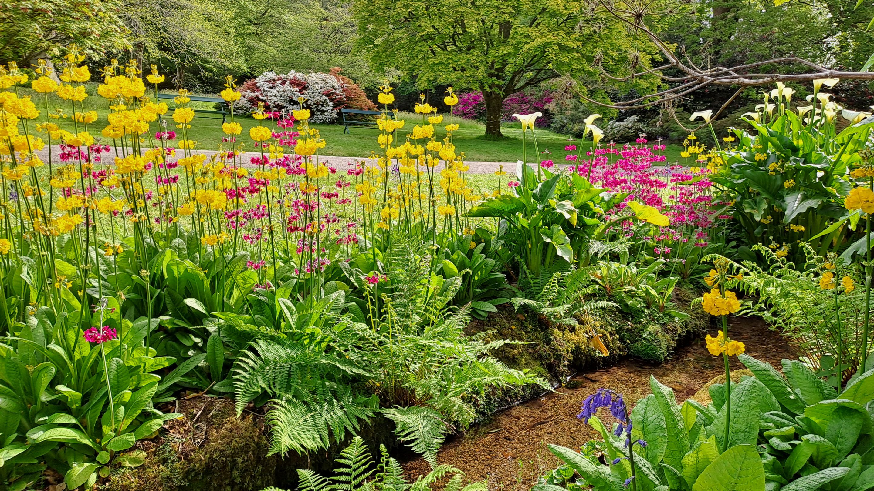 Yellow and pink candelabra primula flowers planted by a stream with grass and trees in the background.