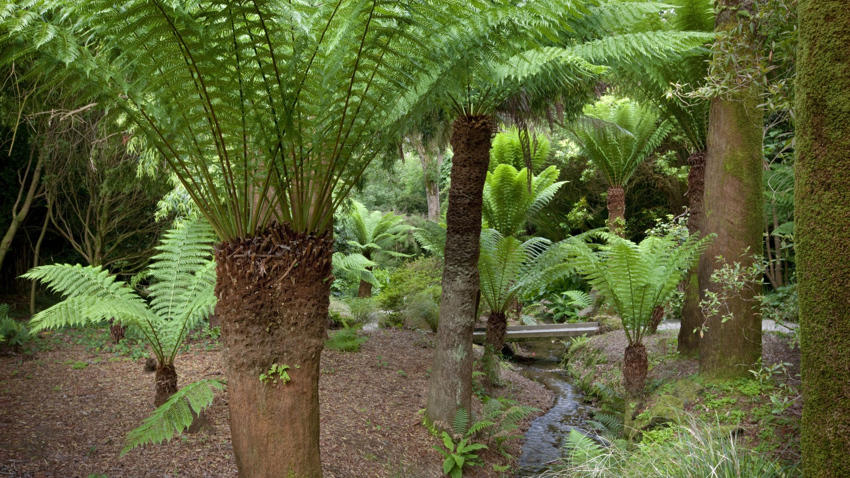 Giant tree ferns with a stream running through the centre