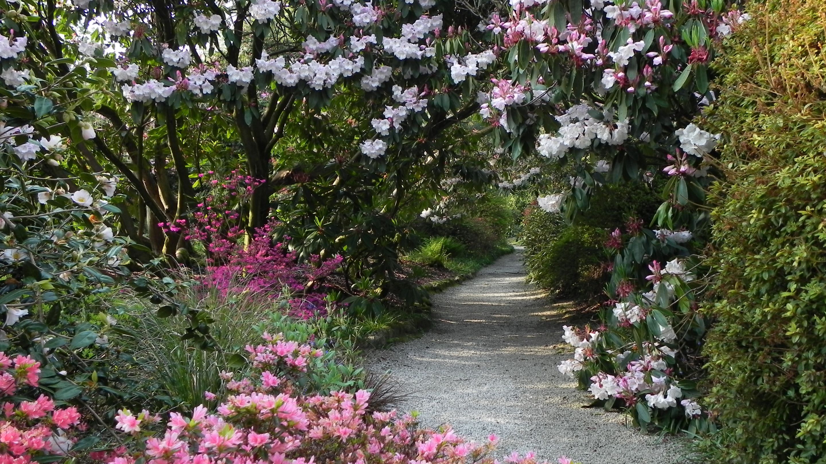 Gravel path through colourful rhododendrons at Trengwainton Garden Cornwall