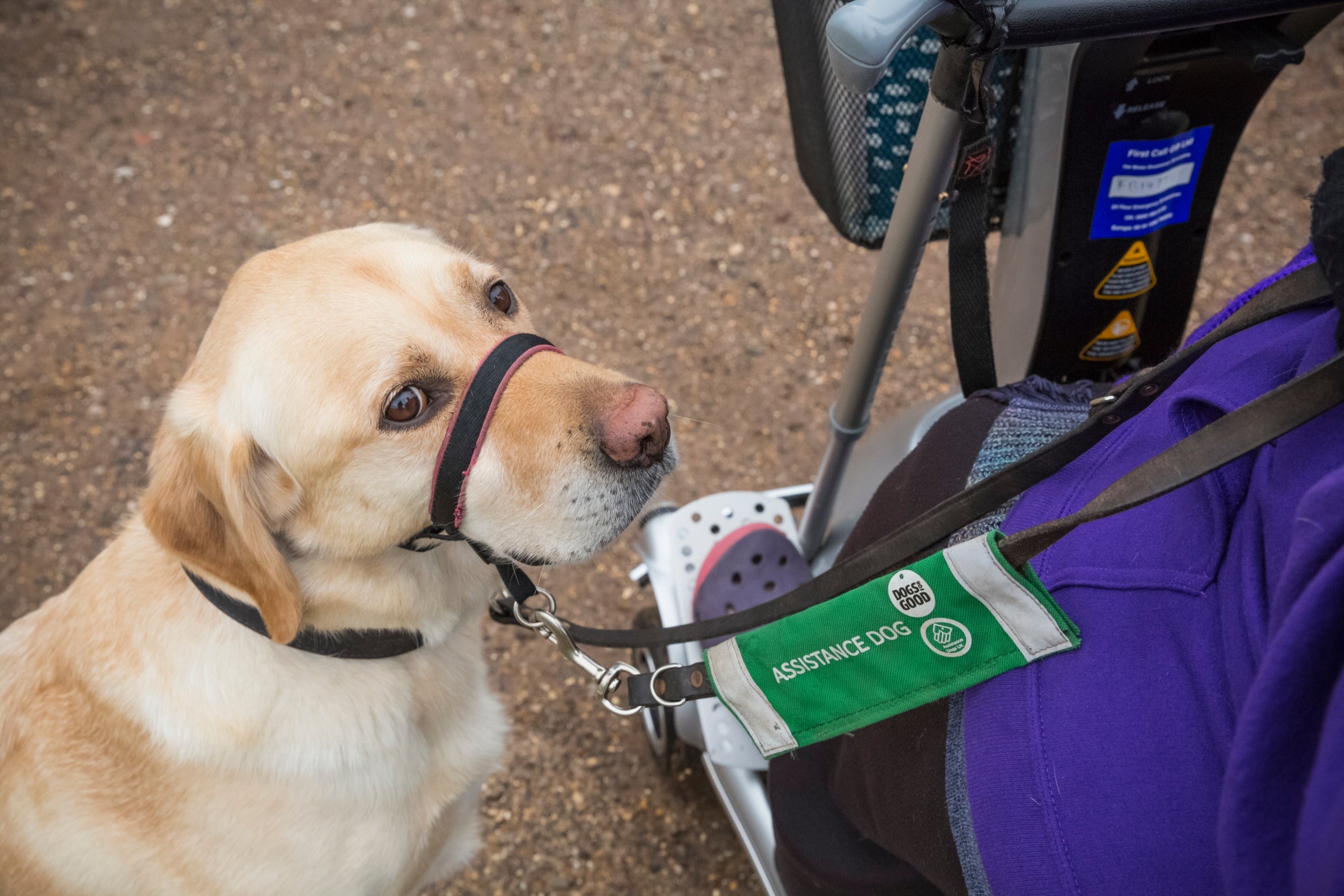 Assistance dog