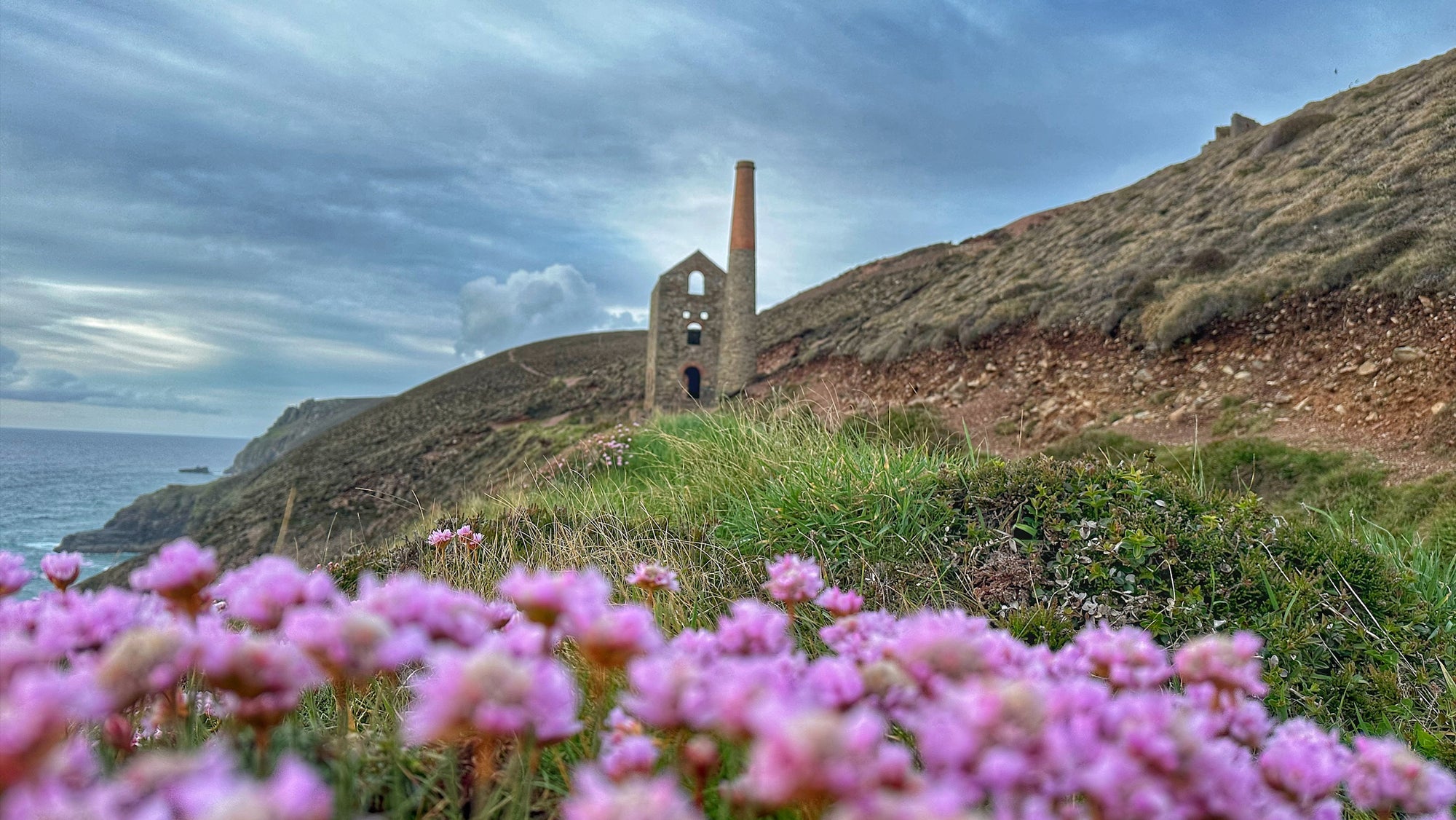 View towards Towanroath at Wheal Coates with thrift in the foreground