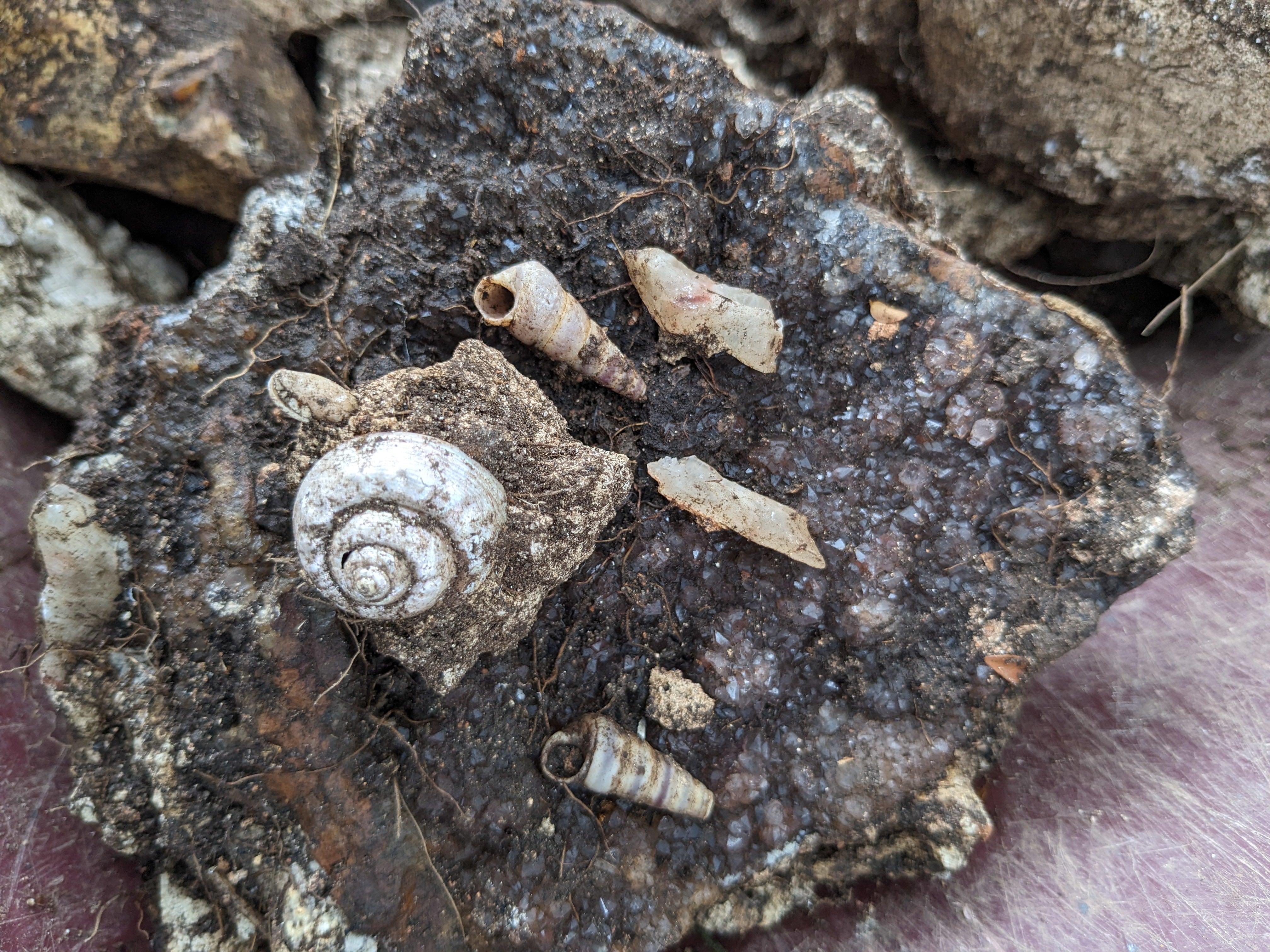 Crystal and shells found