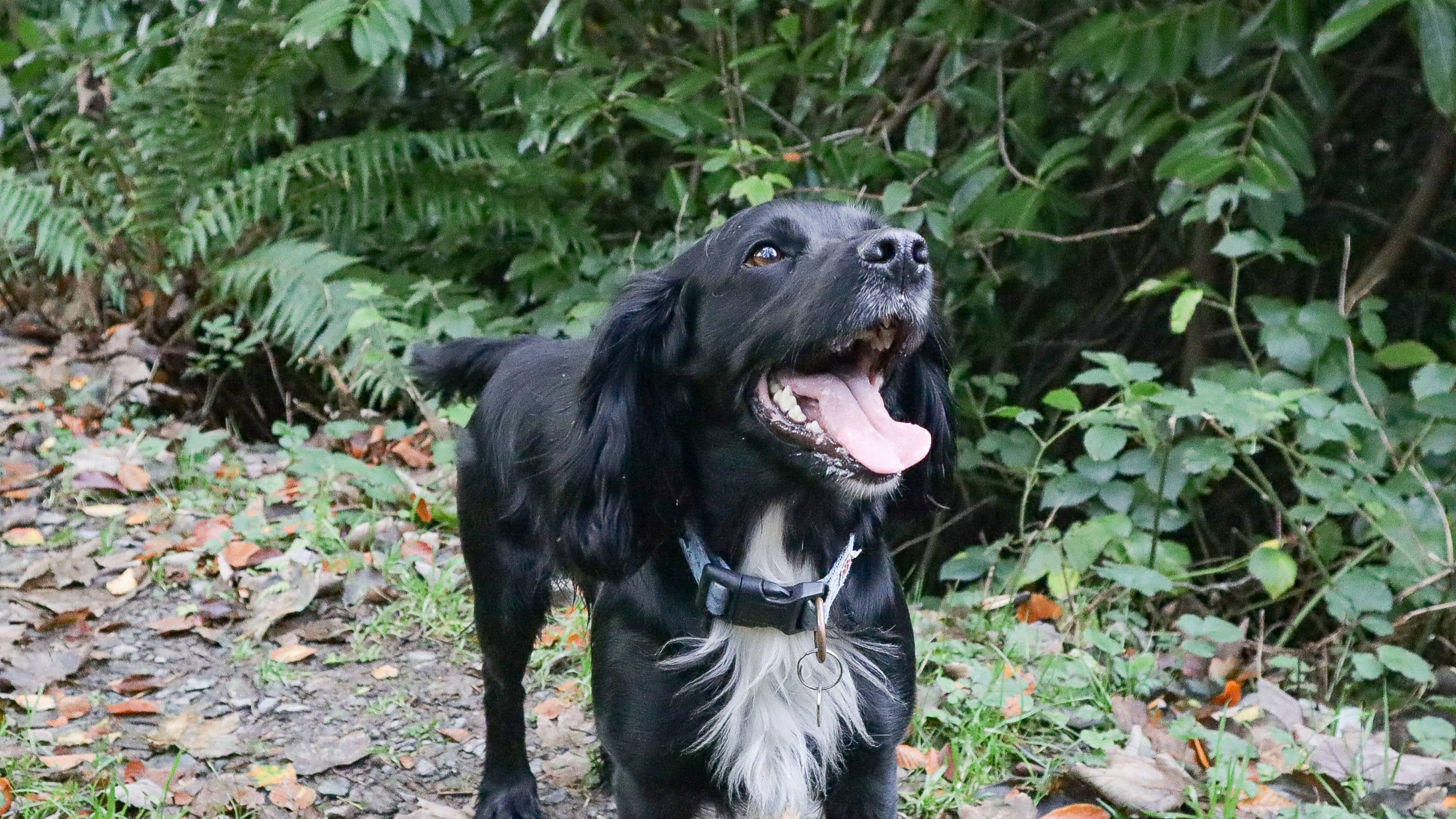 A black dog with a white chest stands on a leafy path, mouth open and tail wagging.