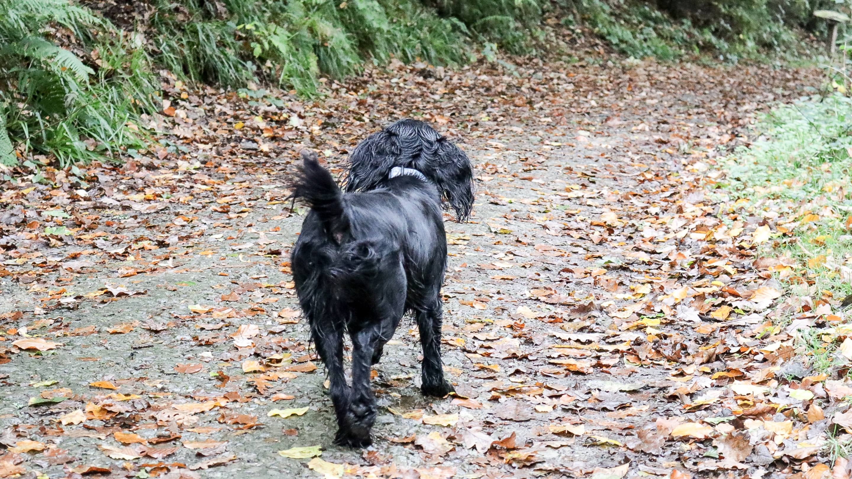 Black dog walking away on a leaf-covered forest path.