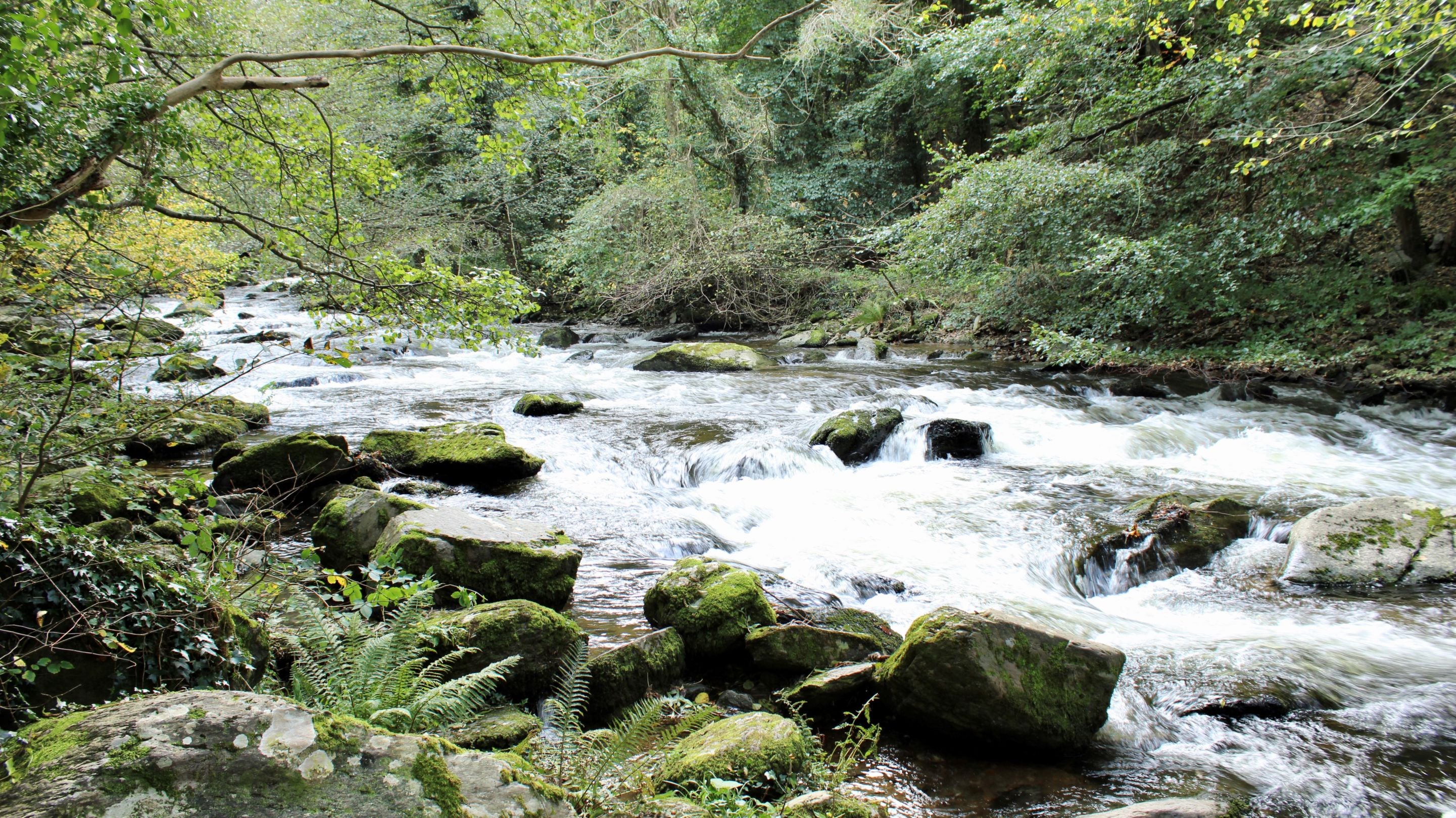 A river with white water passing over a rocky bed with trees on either side