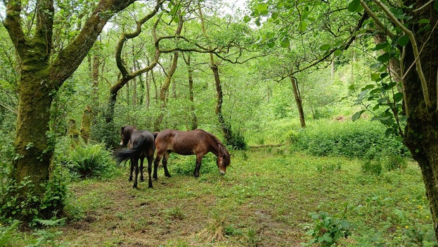 Two ponies in the woods