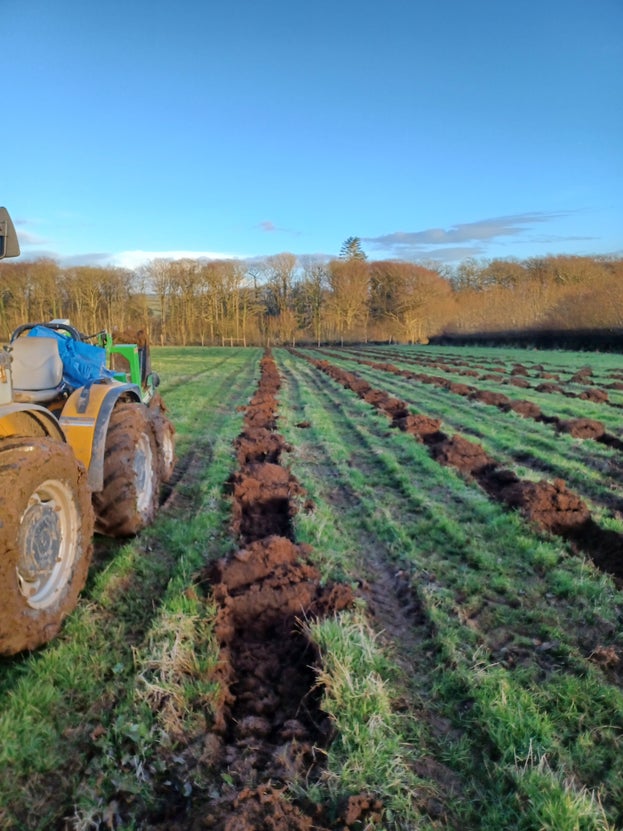 Mounds of turned over turf in long lines down the field.