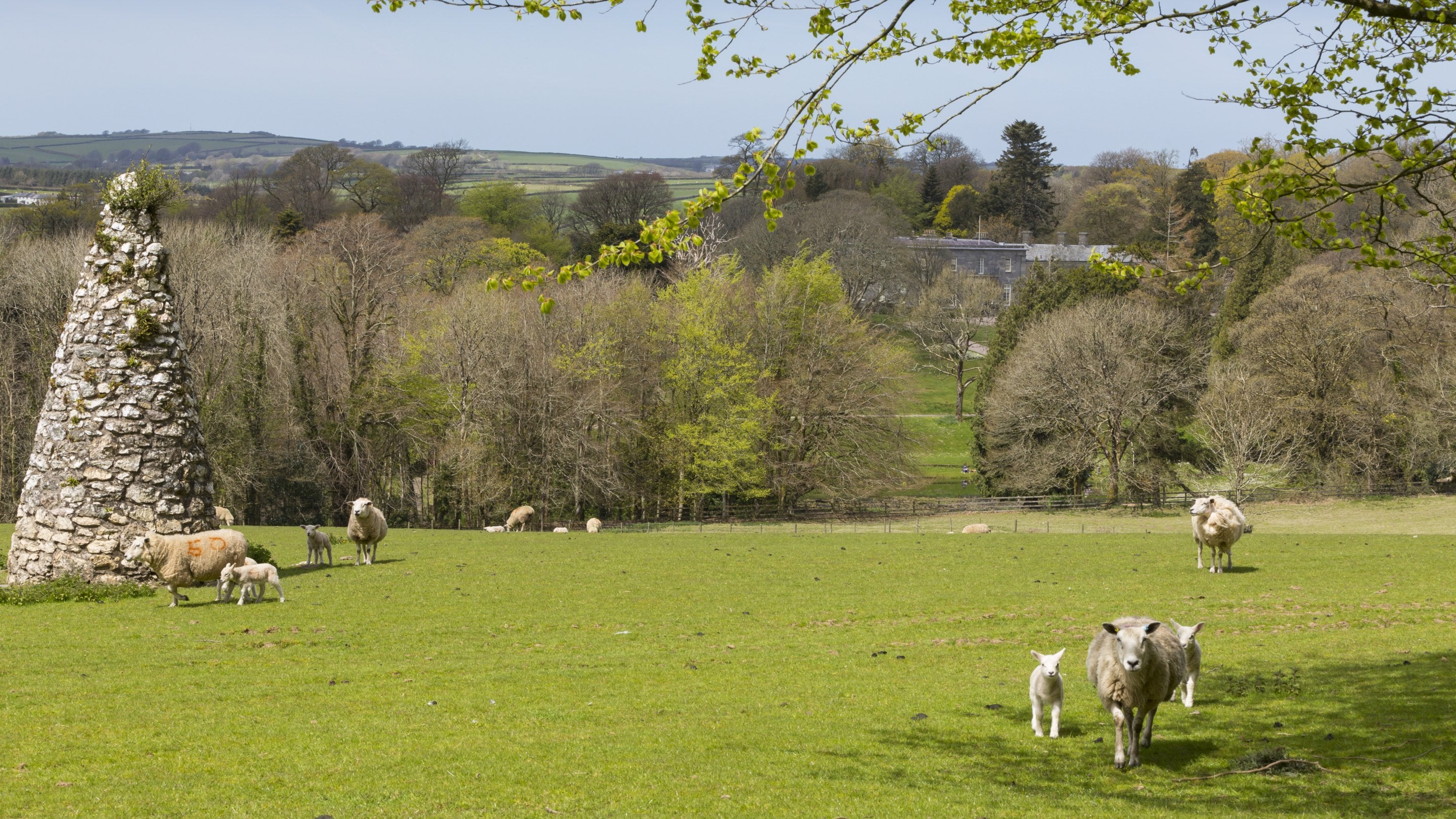View over the parkland at Arlington Court, Devon, with sheep in the foreground