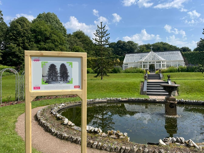 A panel with an old photograph of the monkeys trees in the garden, positioned in front of the monkey trees now