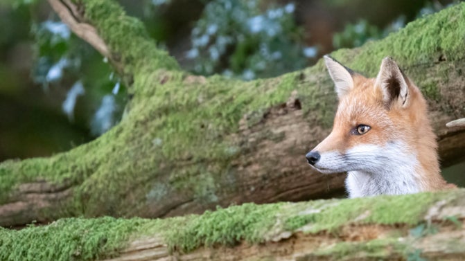 A fox cub at Arlington Court in Devon