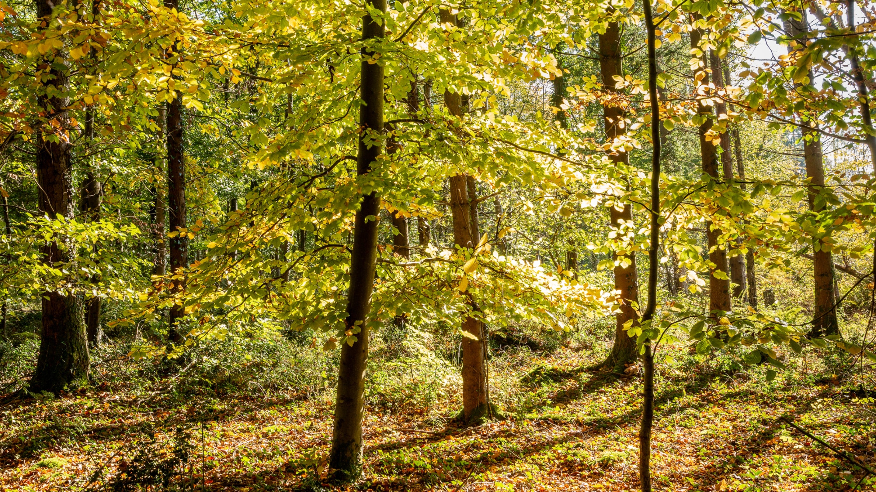 Autumn leaves in Ashcyst Forest