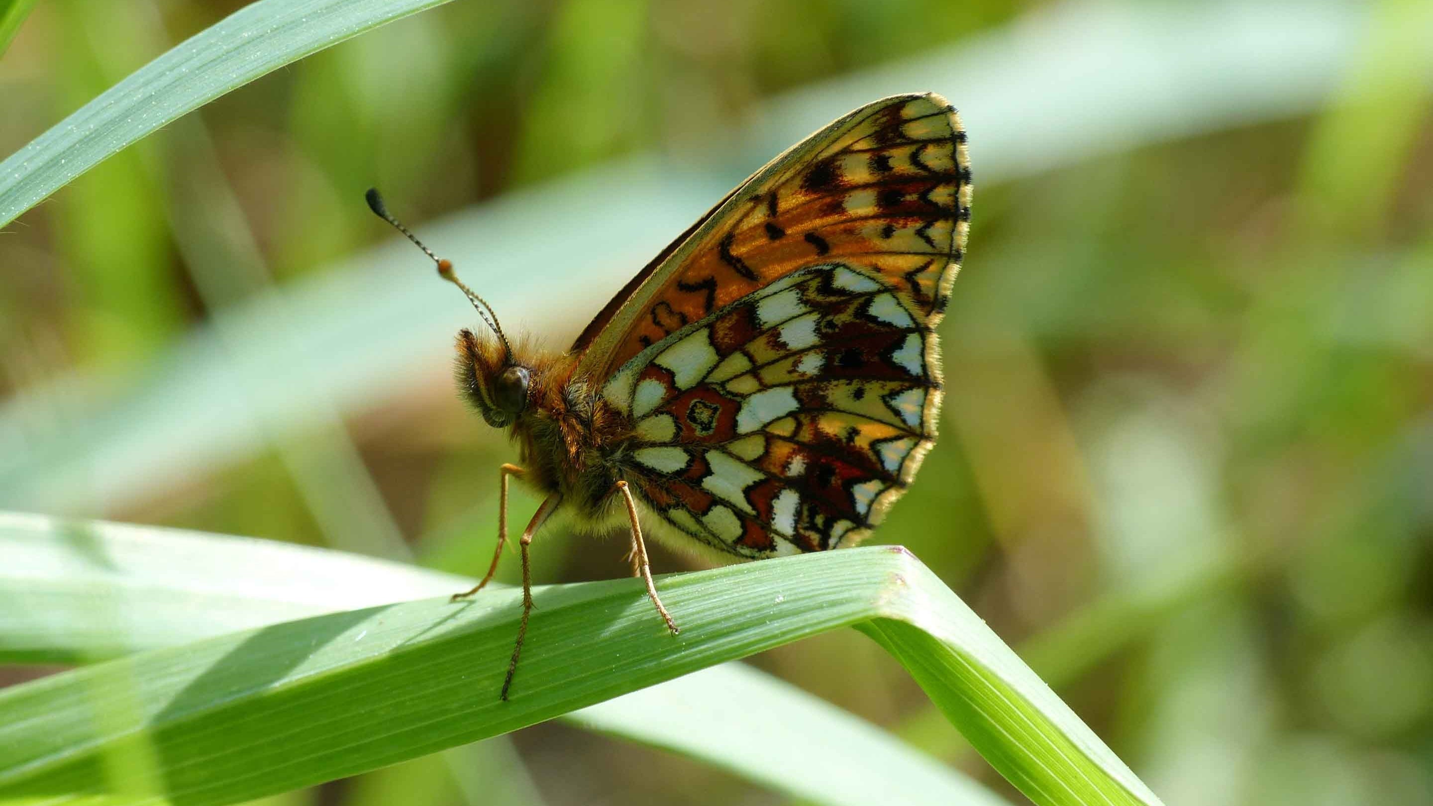 Small pearl-bordered fritillary Ashclyst Forest, Devon