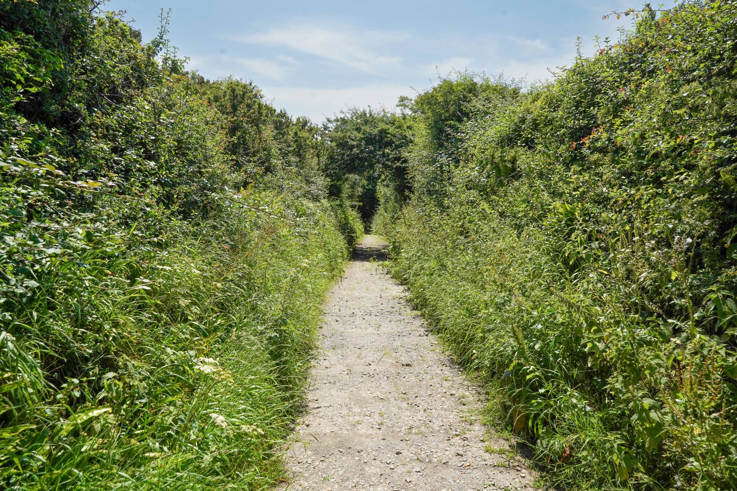 a stony walking path running between two high hedges