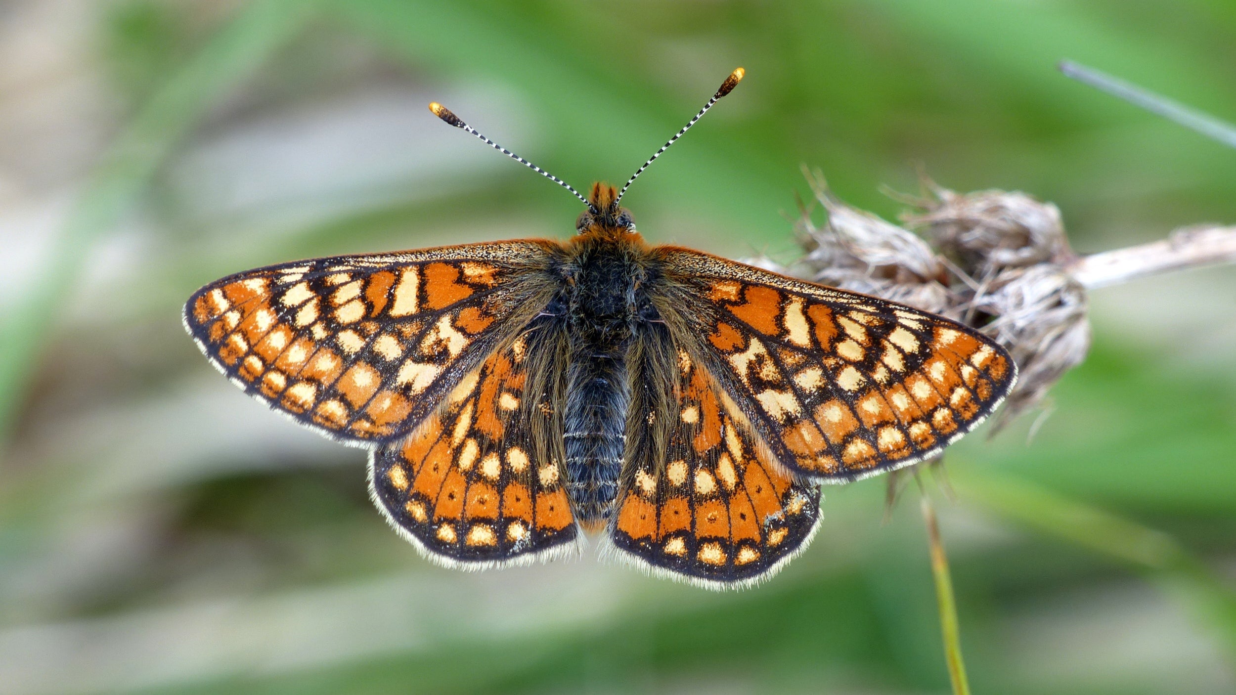 An orange and brown marsh fritillary butterfly with wings open, settled on green grass.