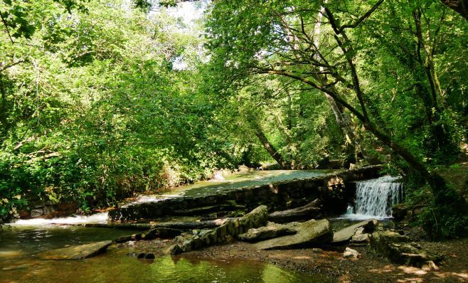 Stone structure known as a salmon's leap in the river underneath woodland trees.