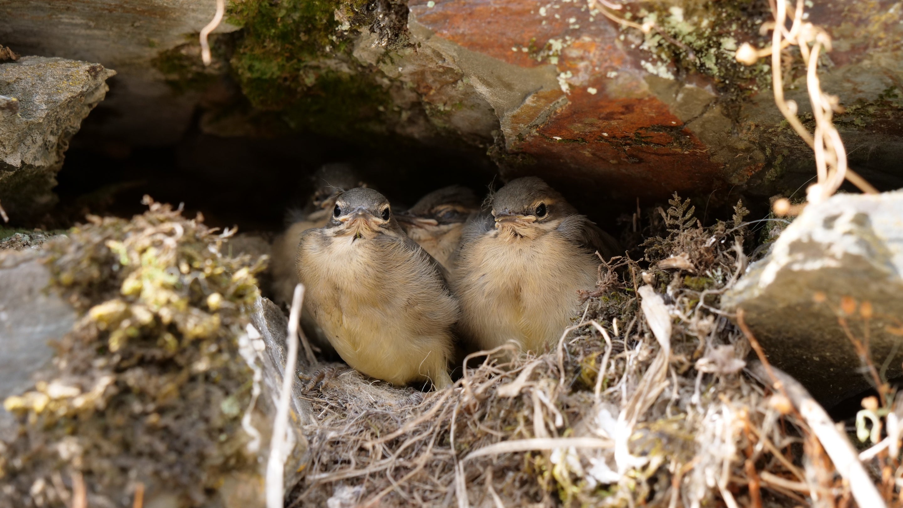 Yellow wagtail chicks in the Kitchen Garden wall at Buckland Abbey, Devon