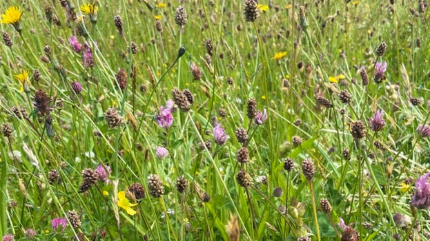 A close up of purple and yellow wildflowers in a green field