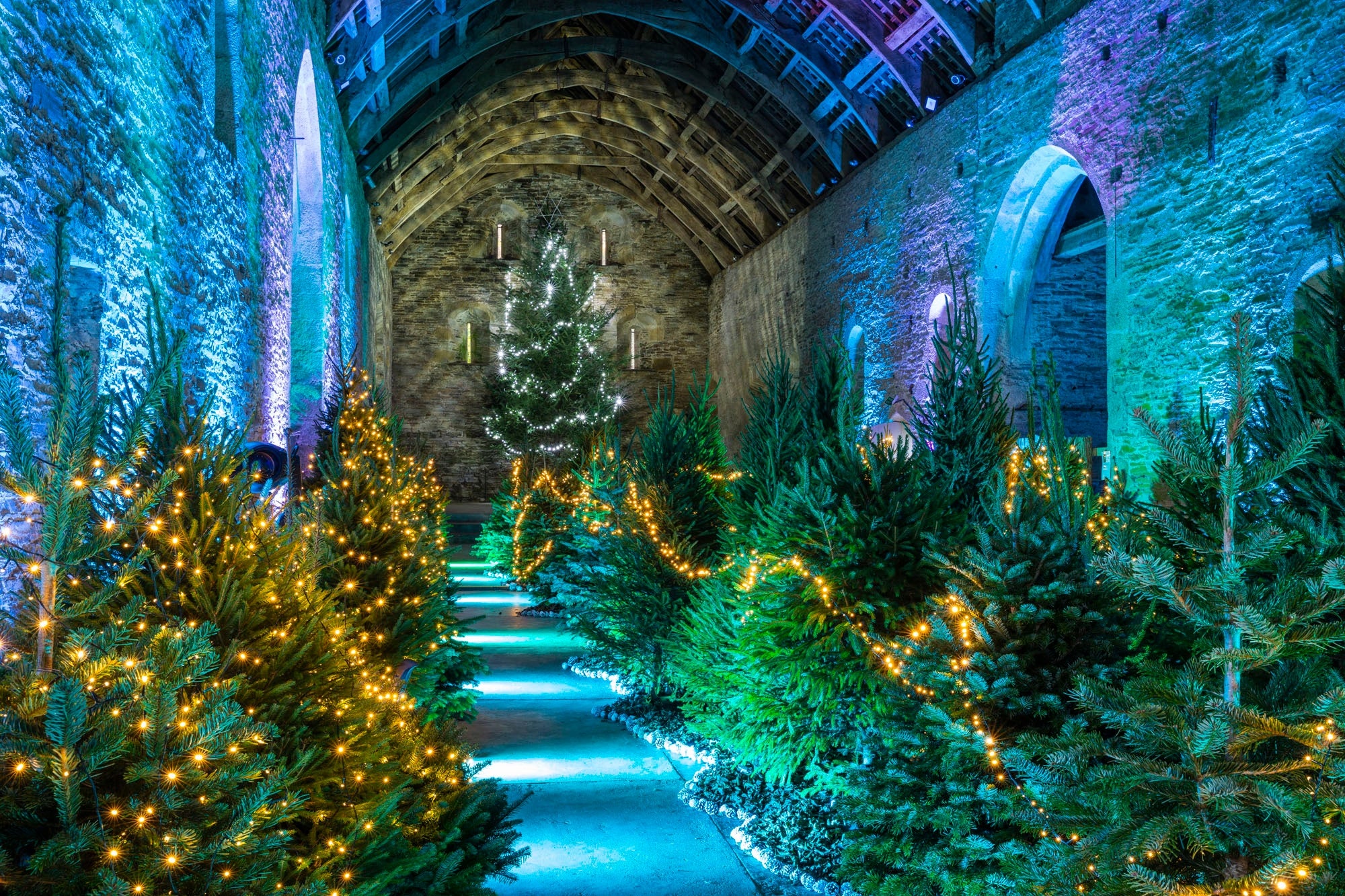 A magical winter woodland in the Great Barn at Buckland Abbey
