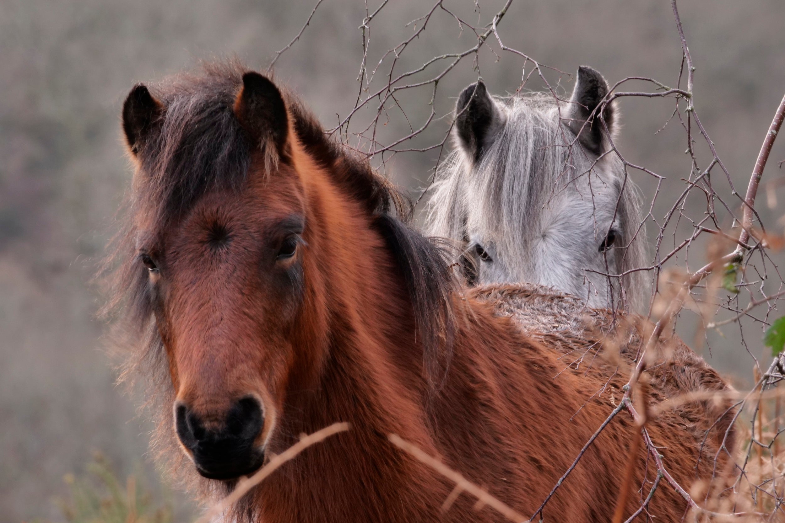Two ponies standing close together looking directly at the camera. One pony is brown and the other one grey