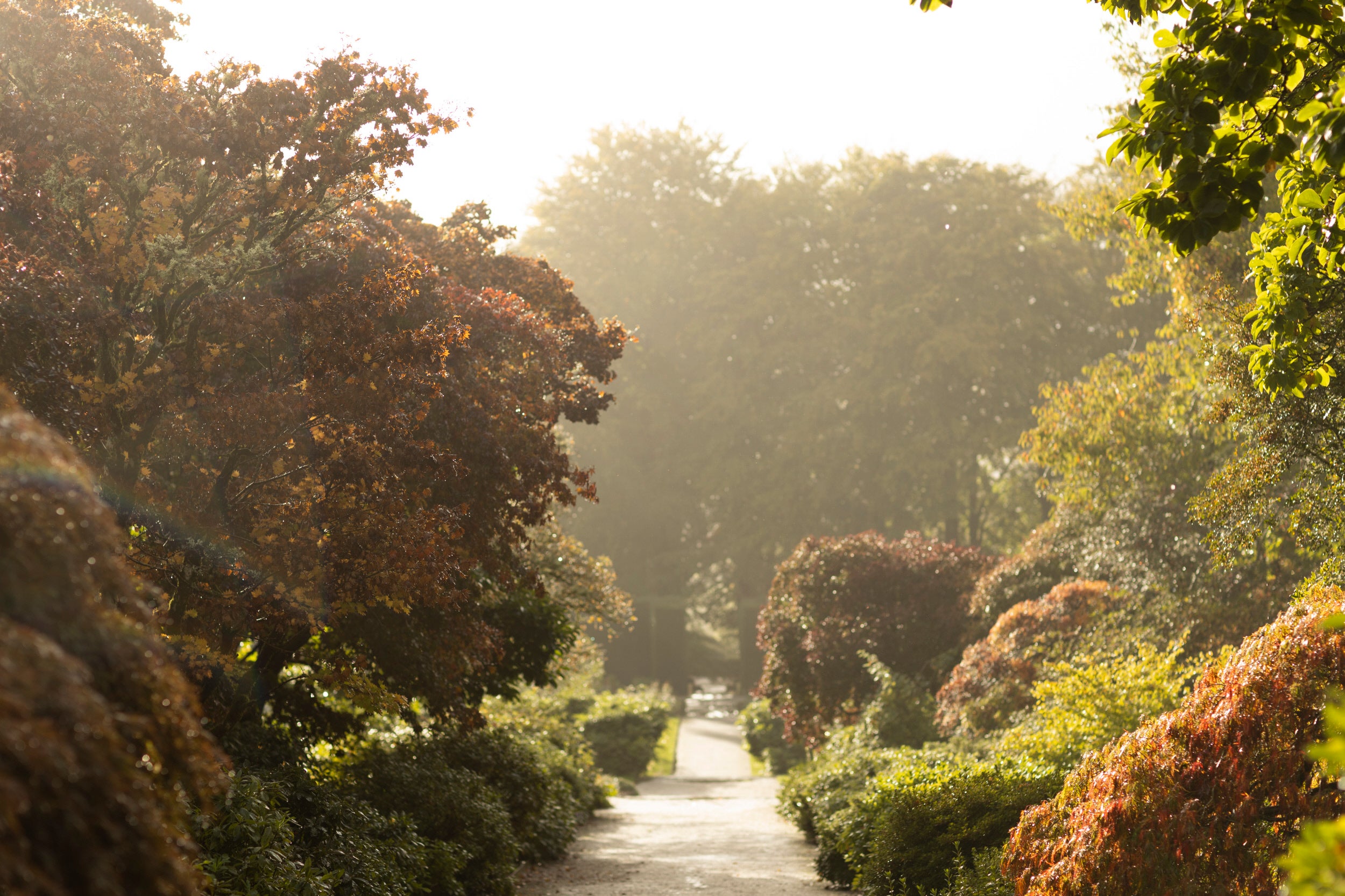 Hazey view of a gravel path with shrubs and trees each side. The trees are autumnal colours, reds, yellows and browns