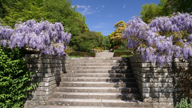 The Wisteria hanging over the granite walls of the formal garden in Spring at Castle Drogo.