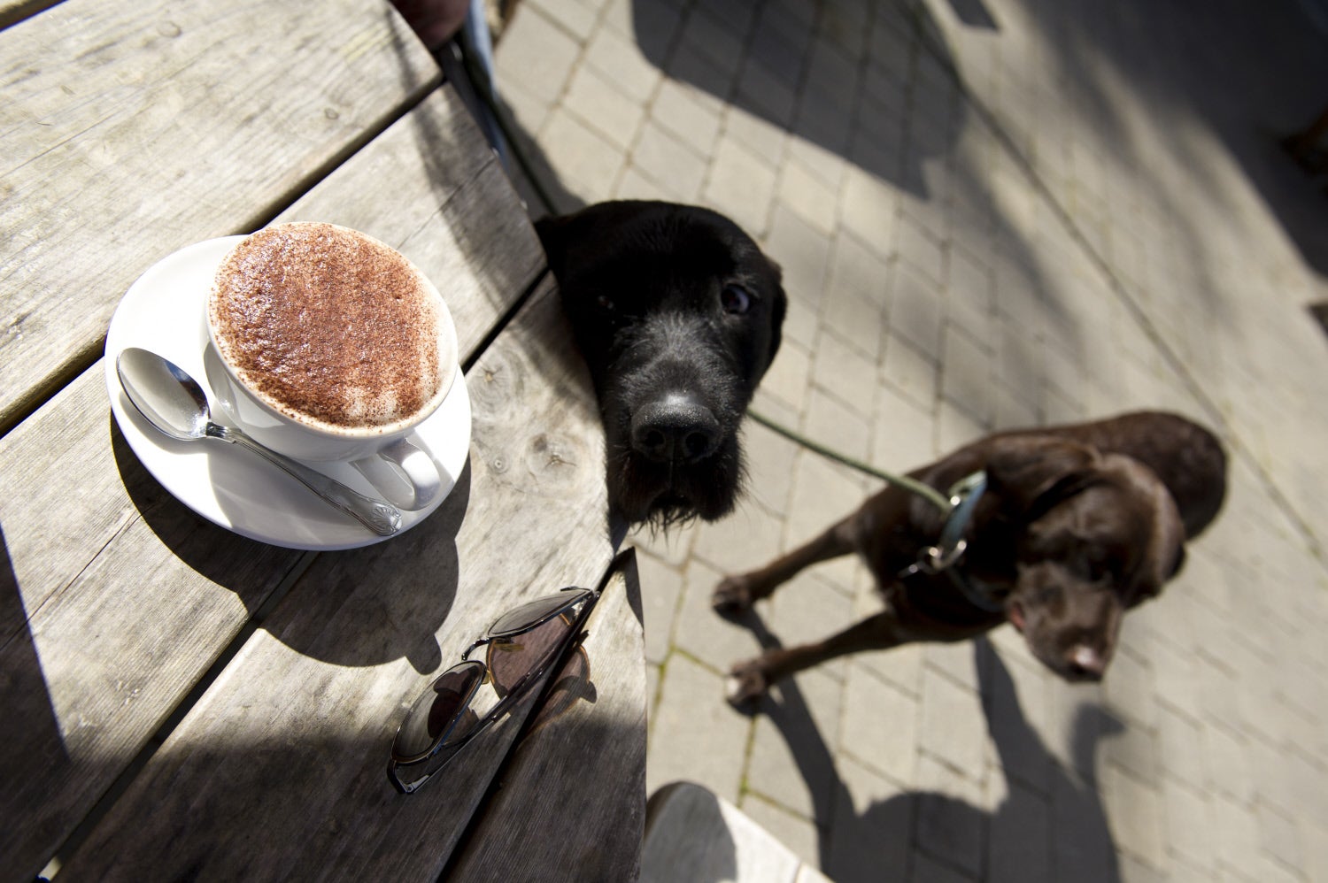 Dogs hoping for a treat outside at the cafe at Castle Drogo, Devon.