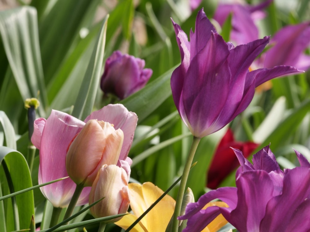 Close up of Pink and Purple Tulips in the garden