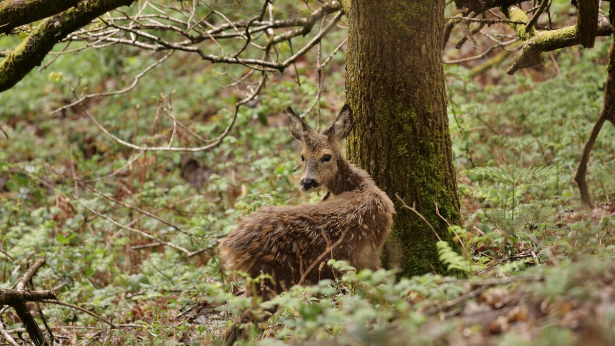 Wildlife at Leigh Woods │ Bristol National Trust