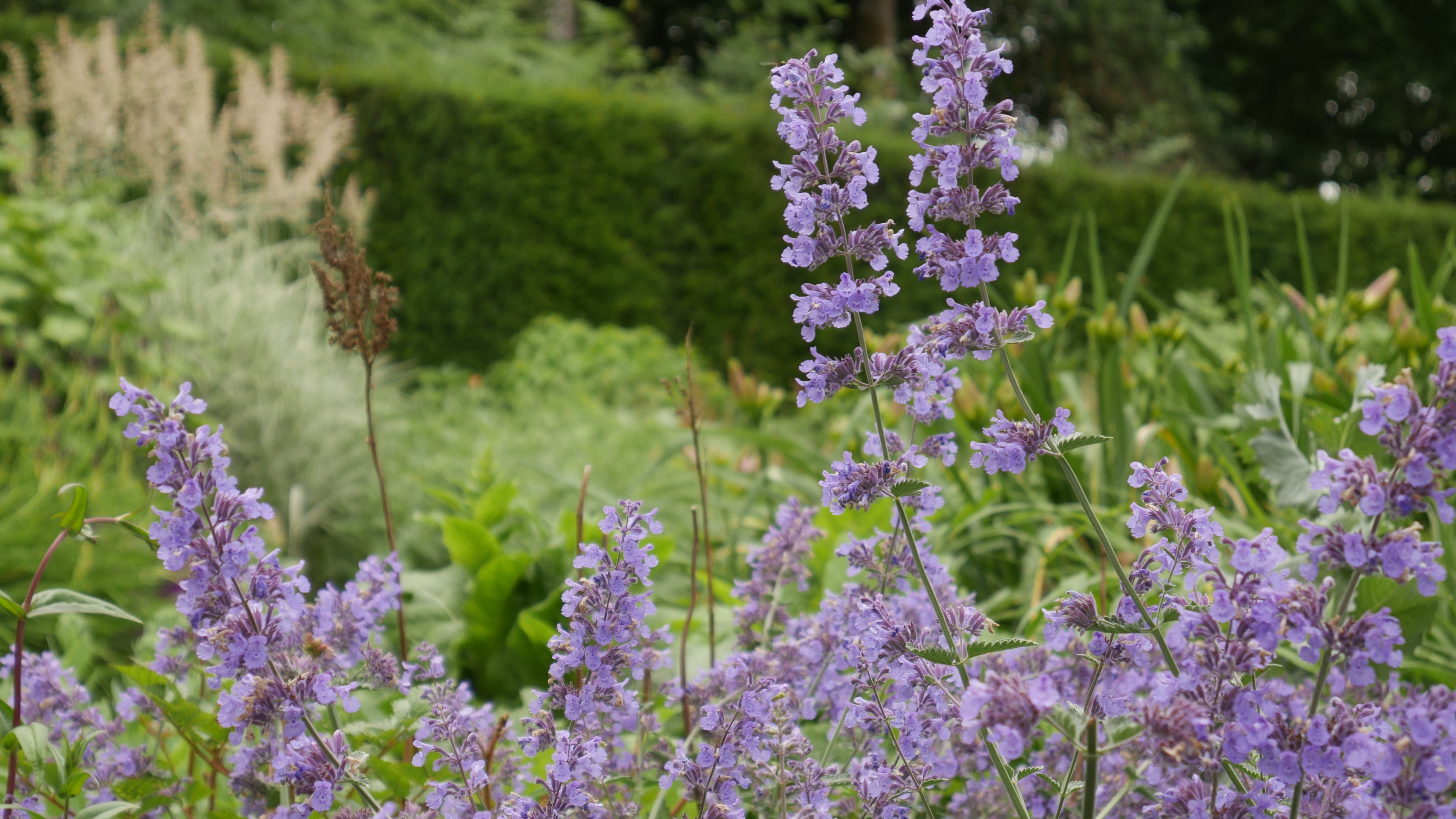Close up of blue flowers with green yew hedge blurred in the background