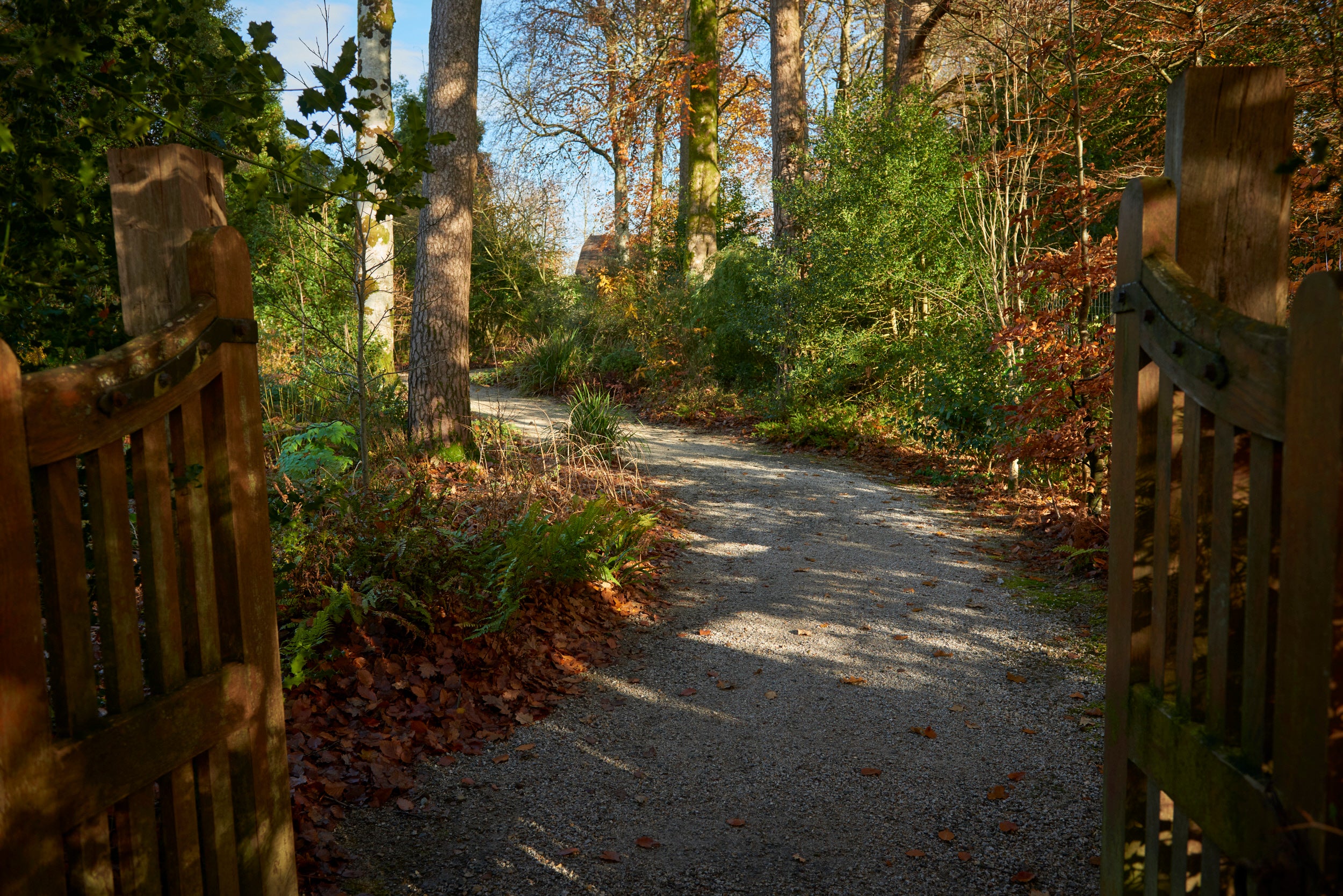 Gravel path through trees. The trees are bare with autumn leaves falling across the path