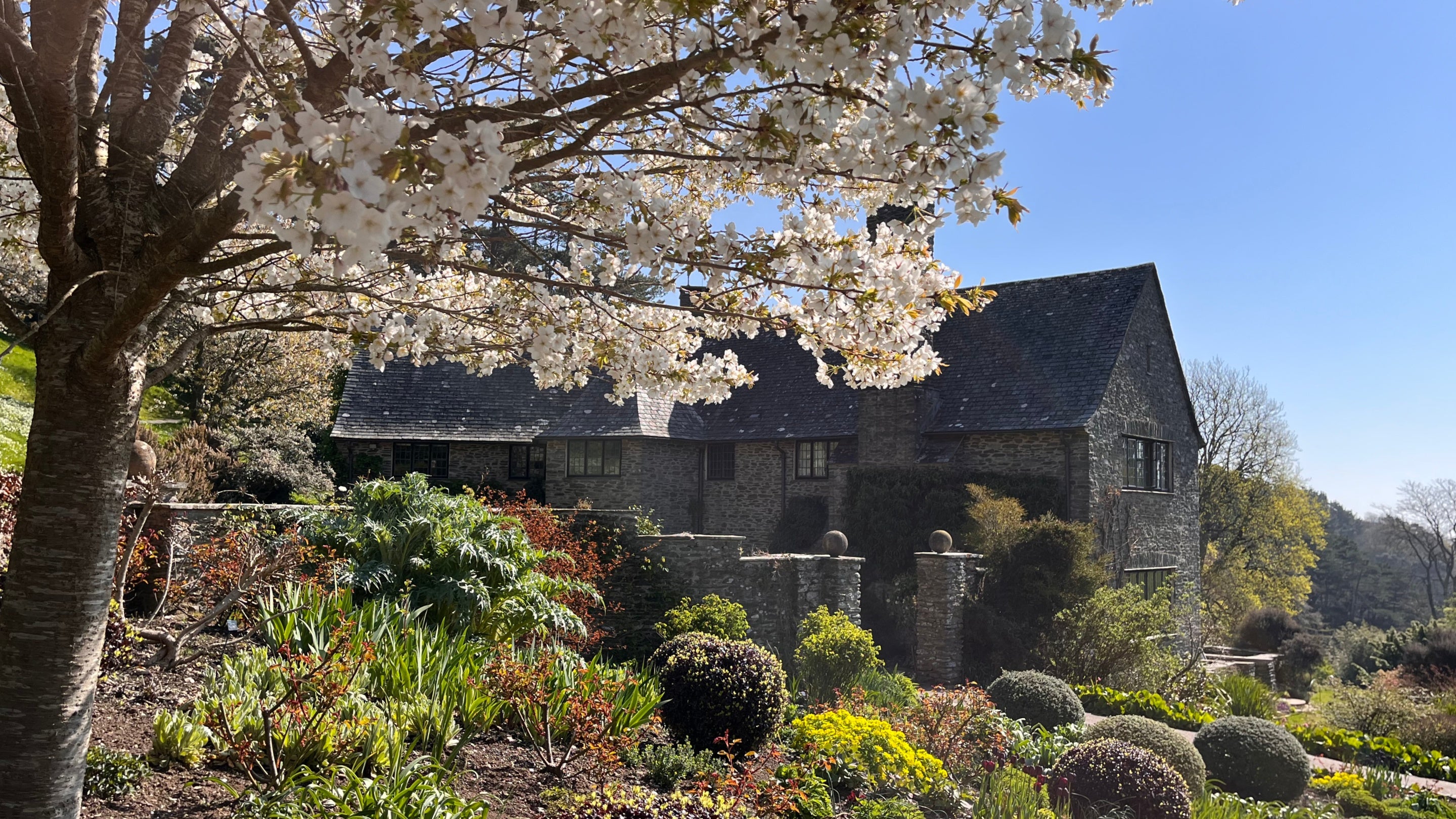 White flowers blooming on a cherry tree with a border of plants and stone walls behind, and a stone house in the distance.