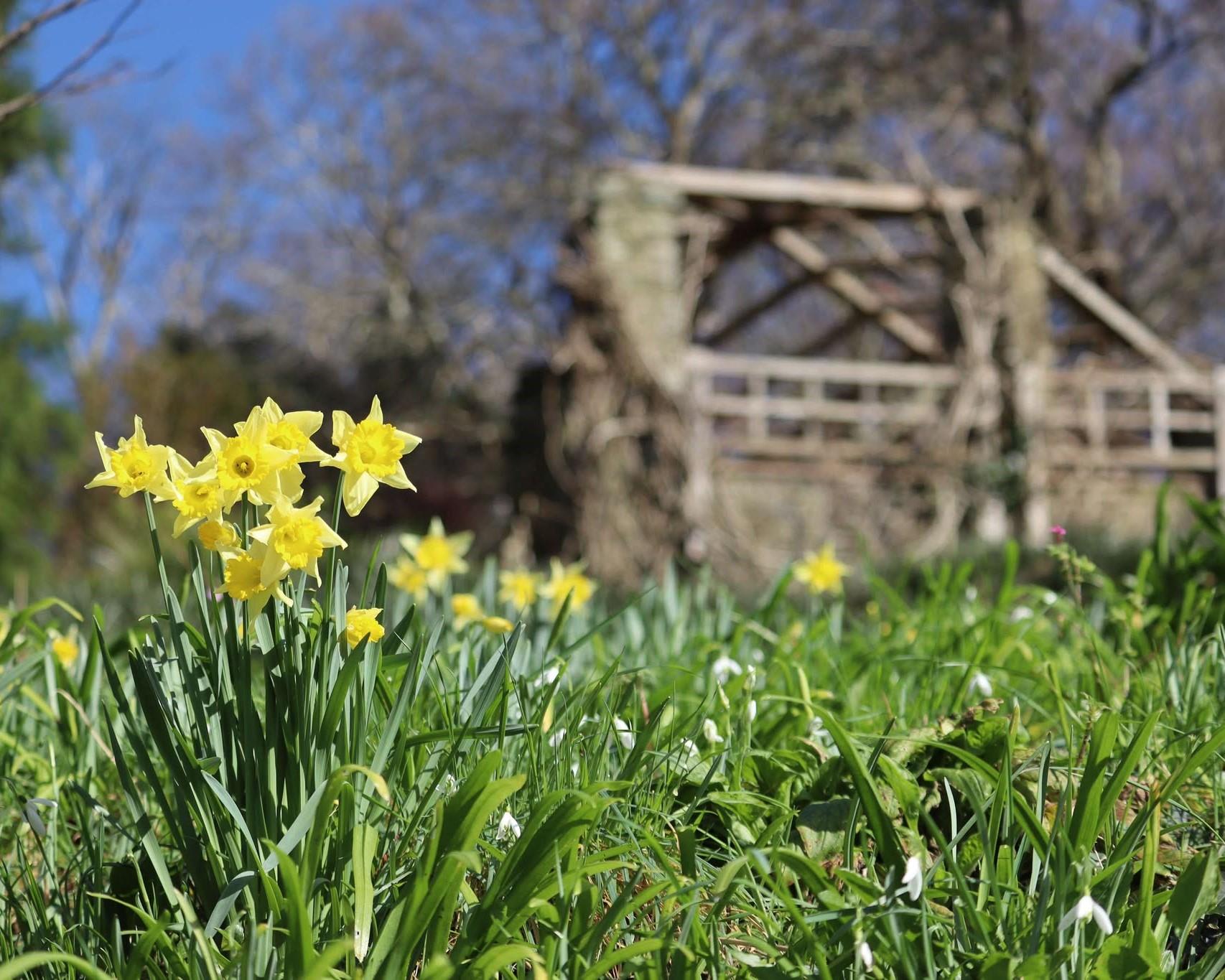 Yellow daffodils on the grass bank at Coleton Fishacre