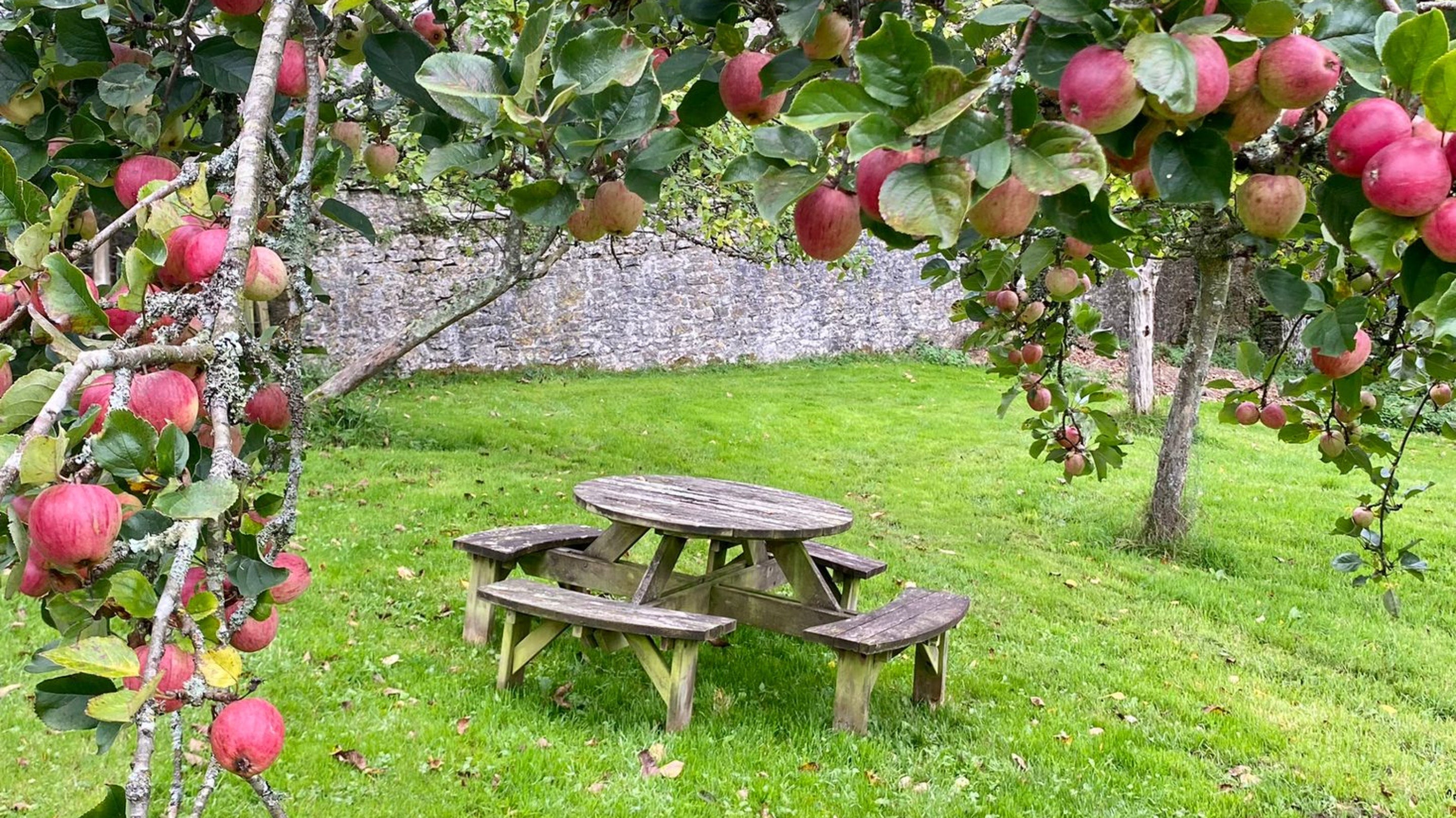Wooden bench sits on a grassy lawn with a stone wall behind and framed by apple trees with apples in fruit