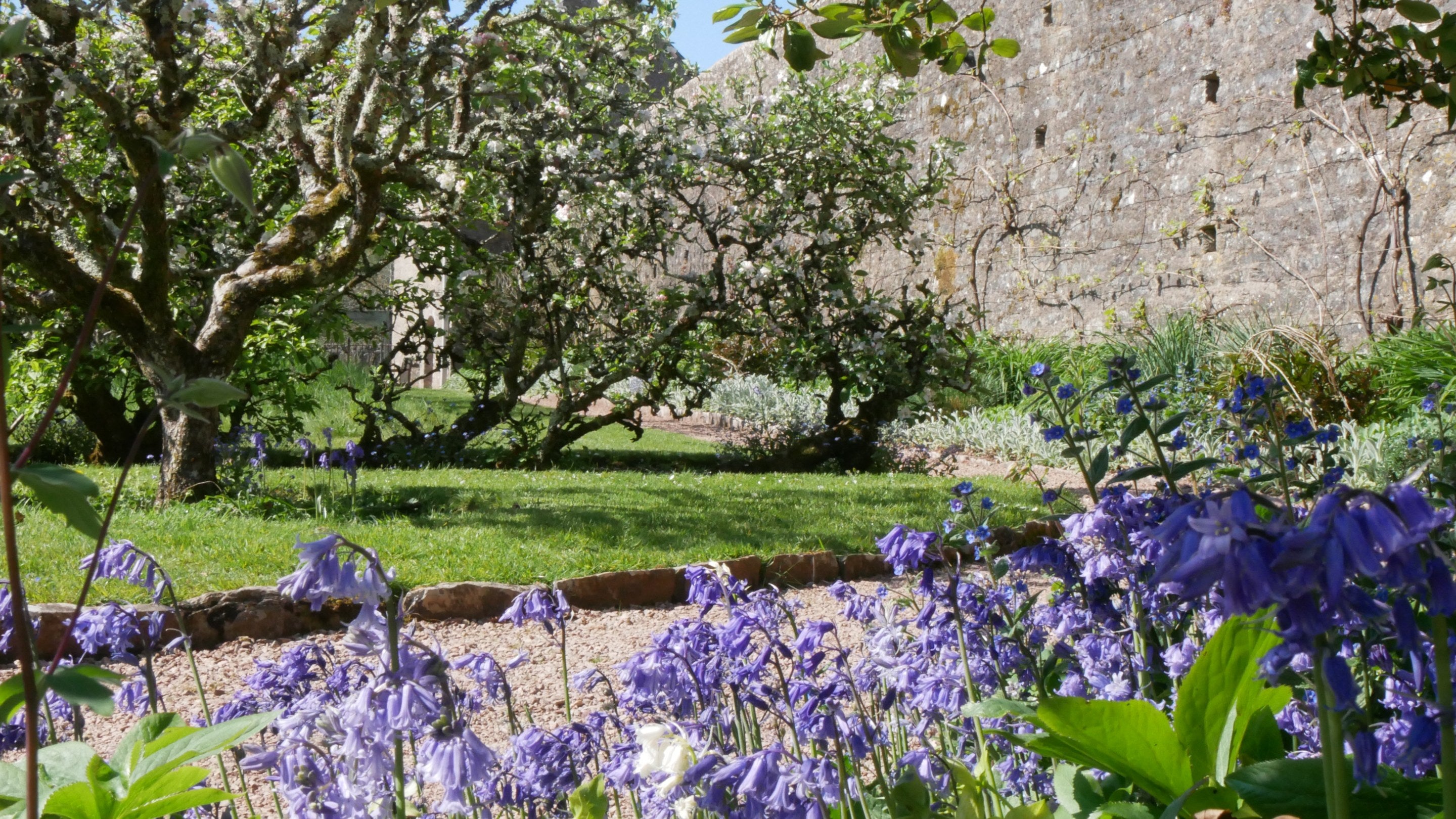 Blue flowers bloom next to a gravel path with an apple tree in the background.