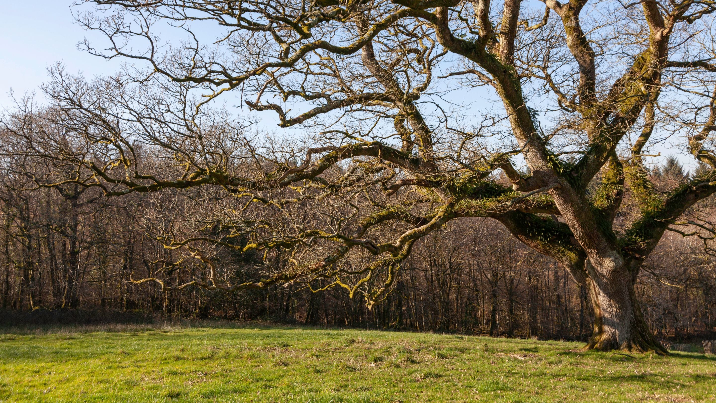 Ancient oak tree at Dunsland, Devon