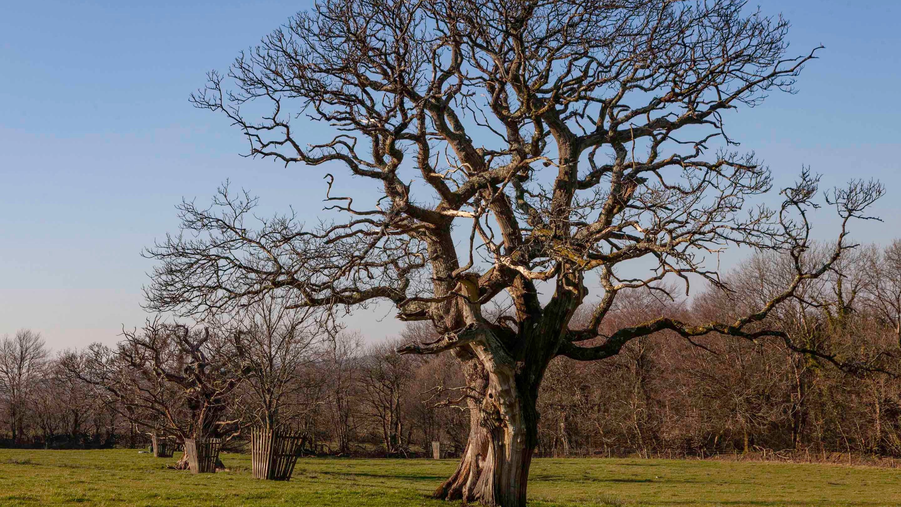 Large, twisted sweet chestnut tree on a sunny day at Dunsland