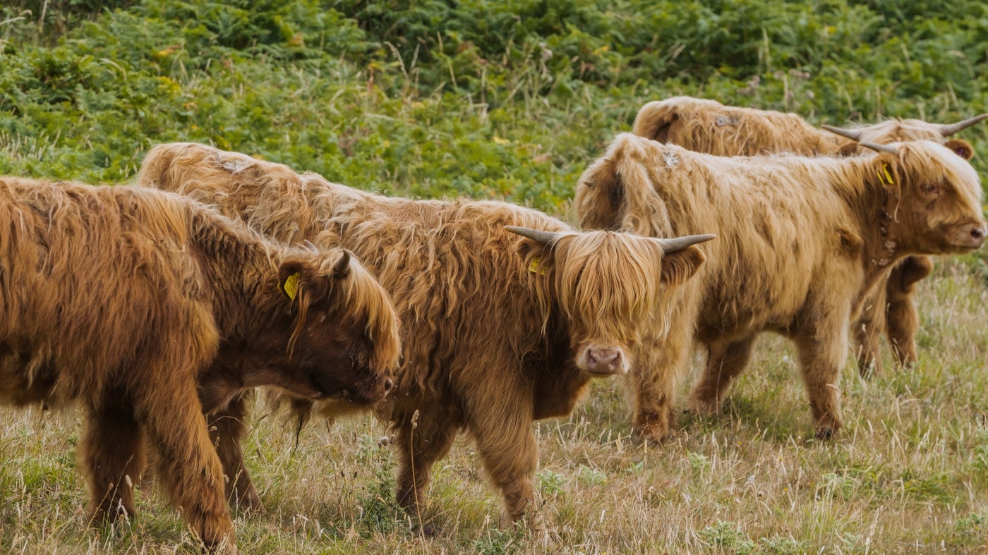 Four highland cows, with one looking directly ahead, in a field next to some scrub.