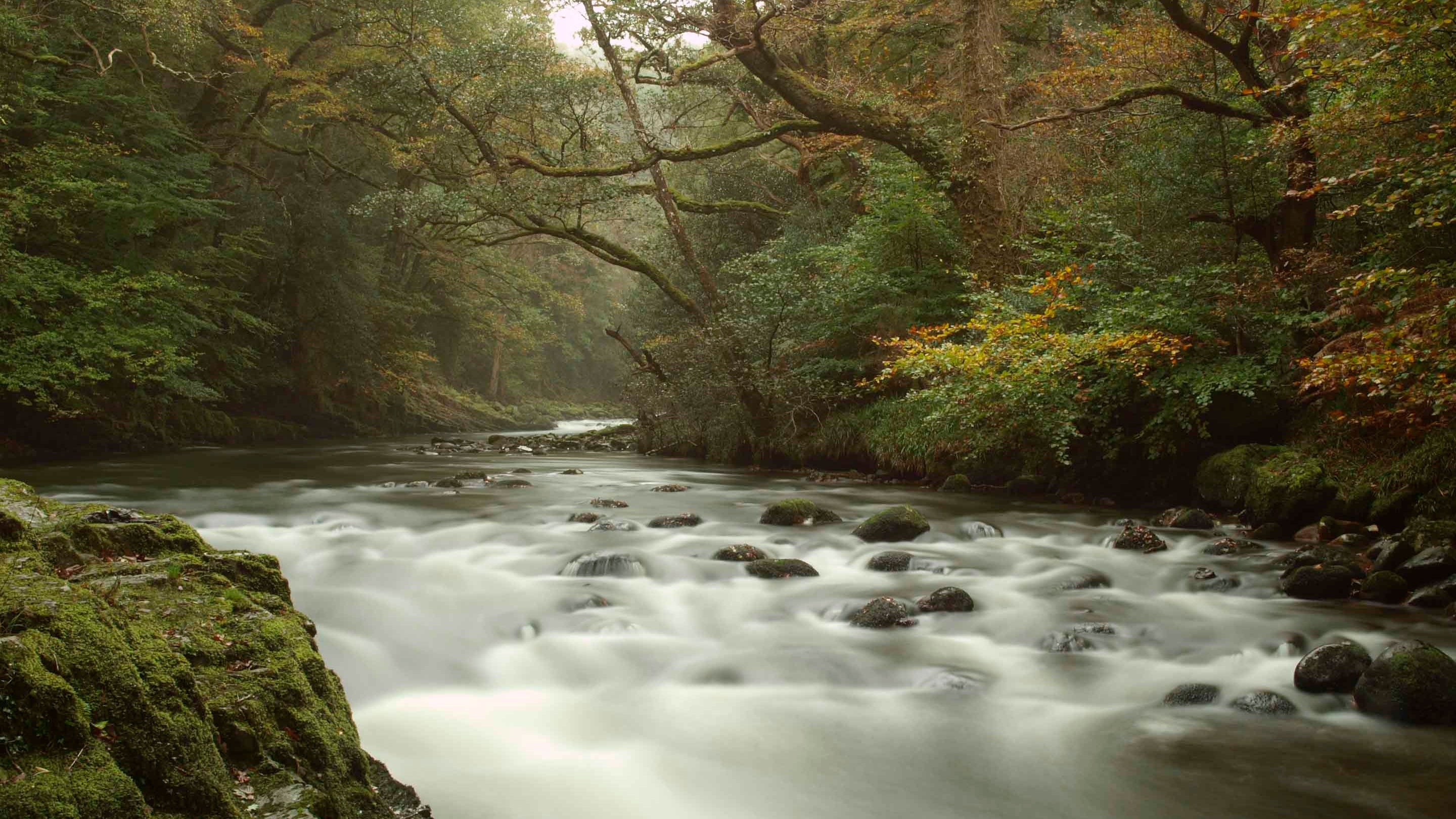 The River Dart at Hembury and Holne Woods, Devon
