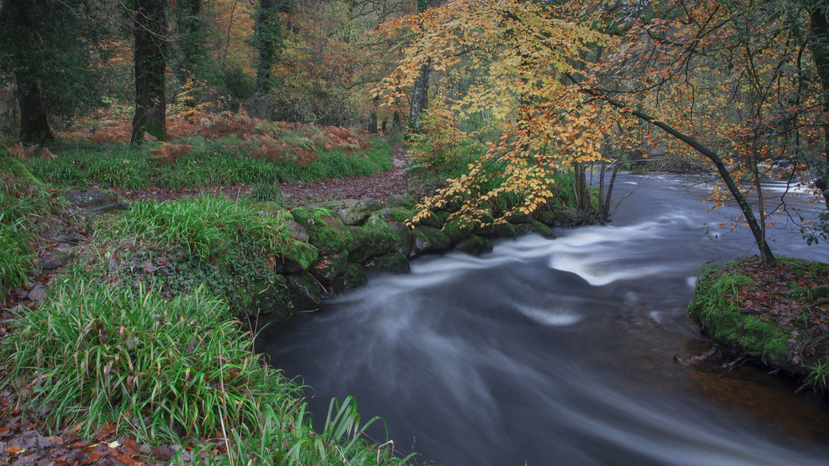 Fingle Woods, Drewsteignton, Devon