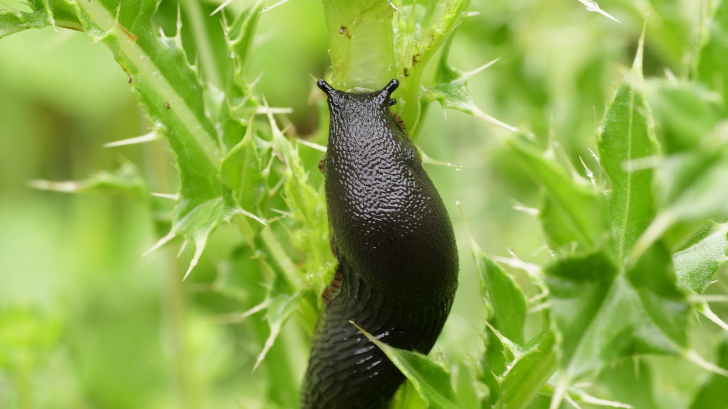 Slug on thistle at Ausewell Woods, Devon
